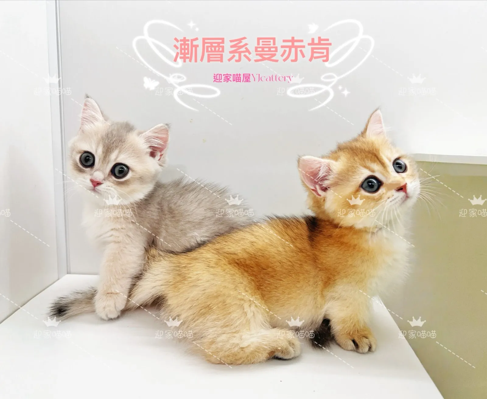 迎家喵屋