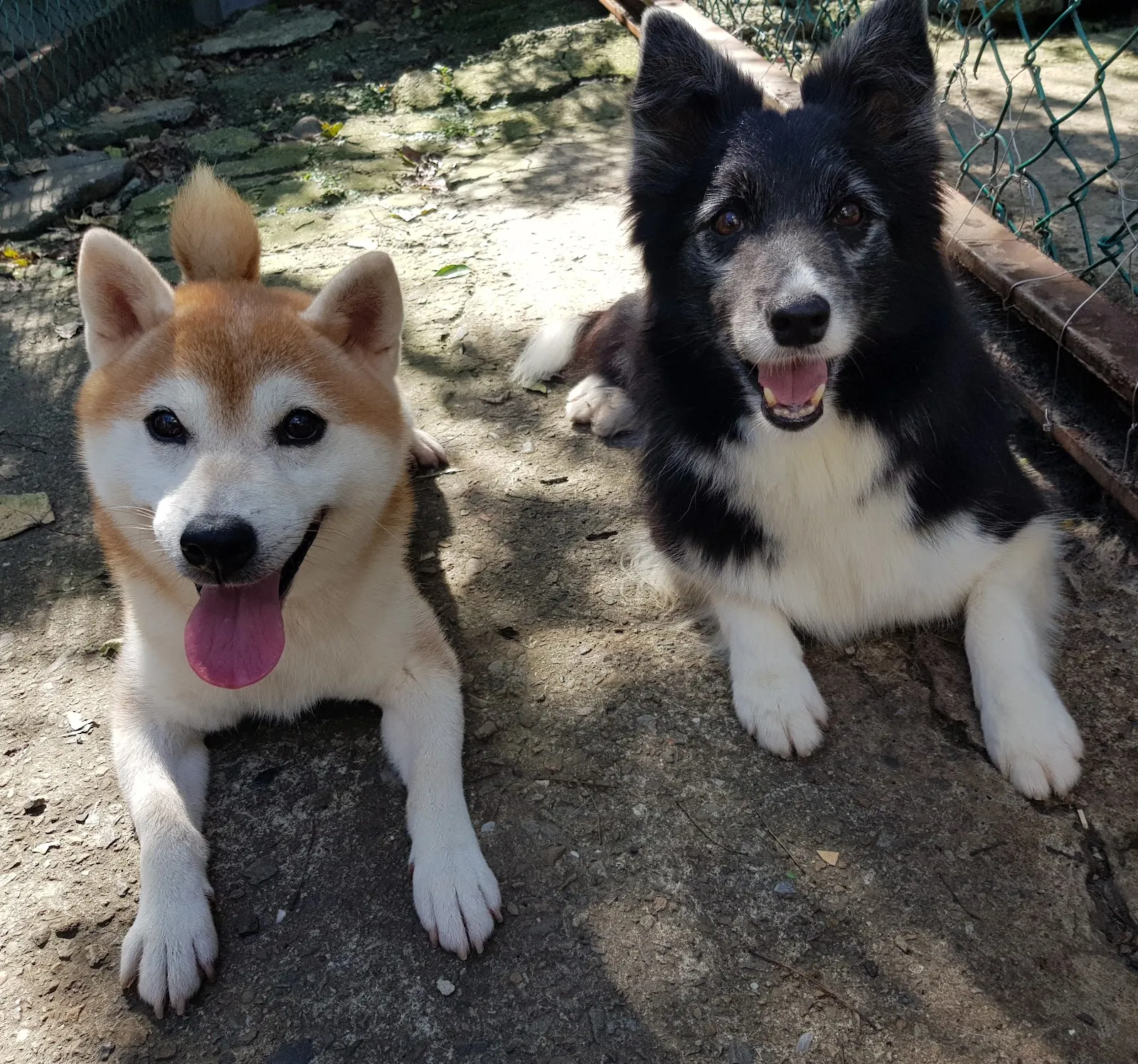 勝通犬舍行