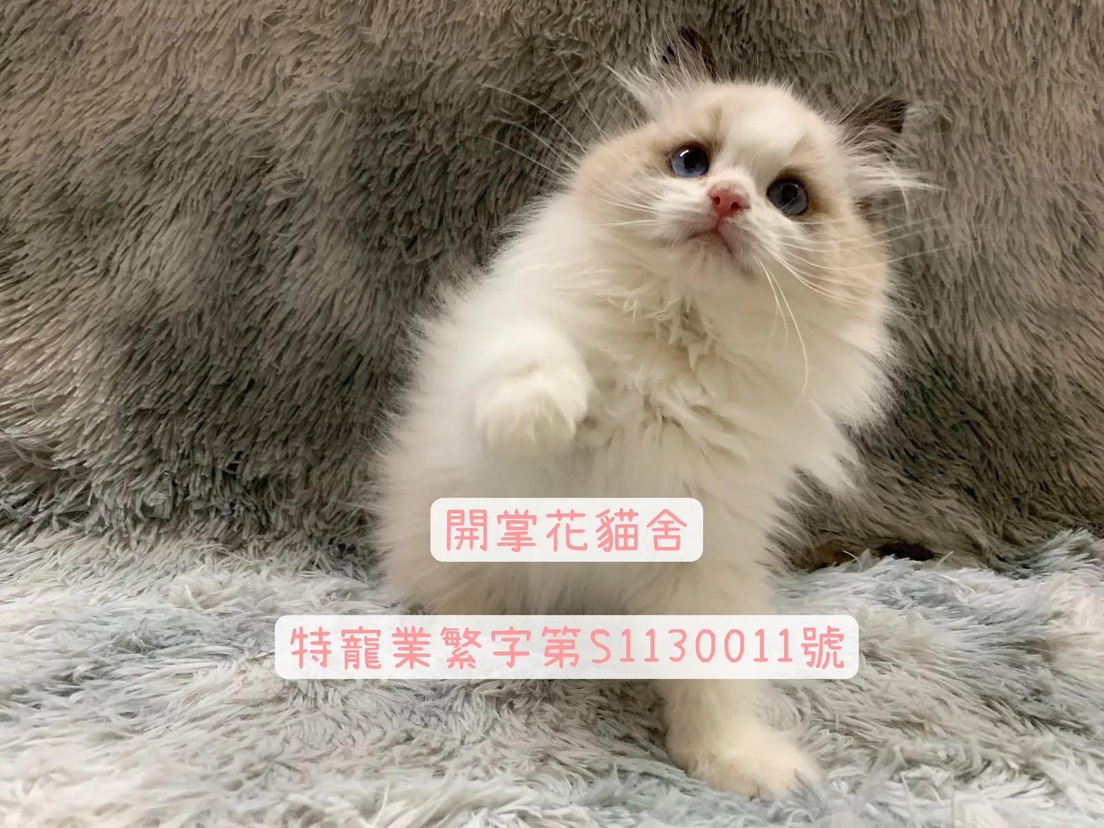 開掌花貓舍
