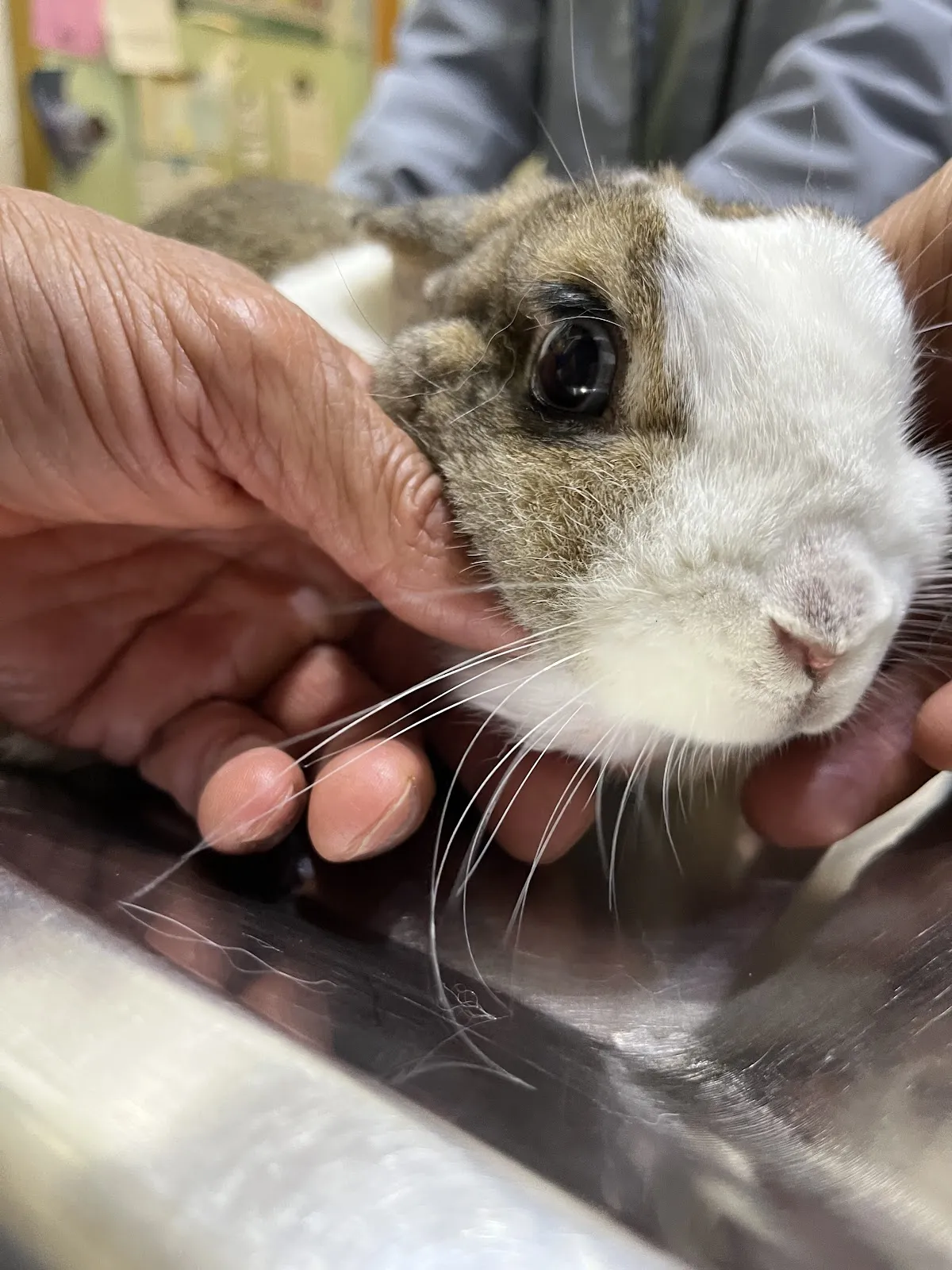 群力動物醫院