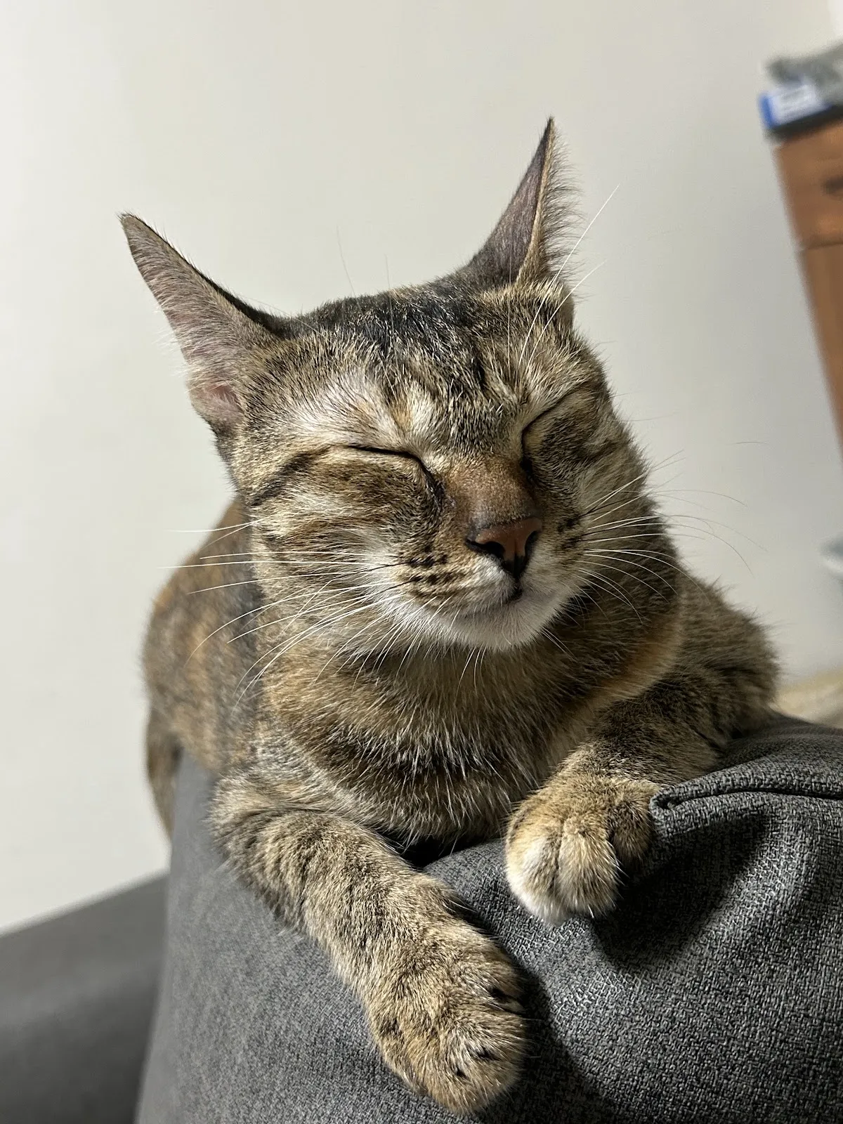 祥泰動物醫院