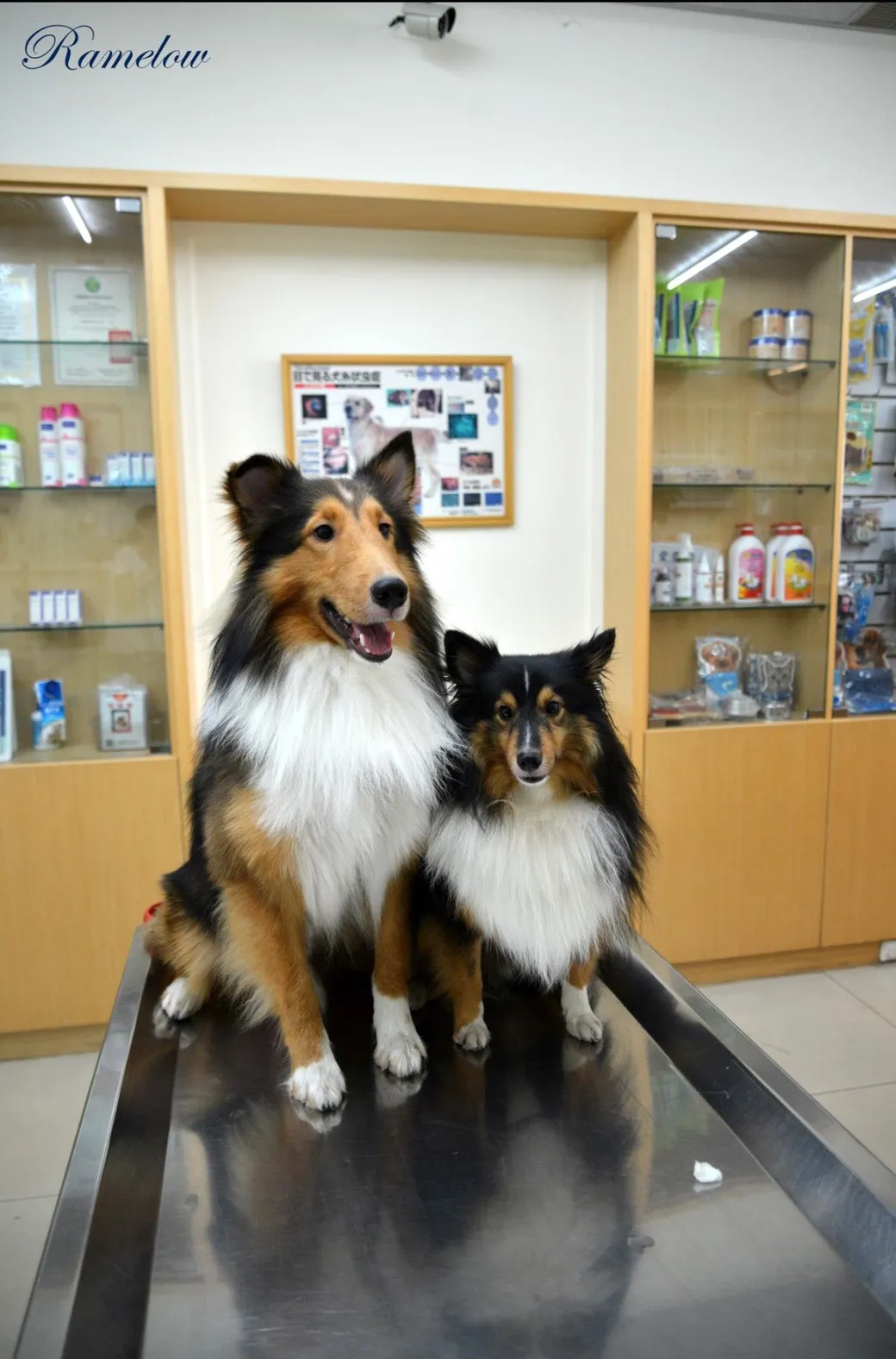 希望動物醫院