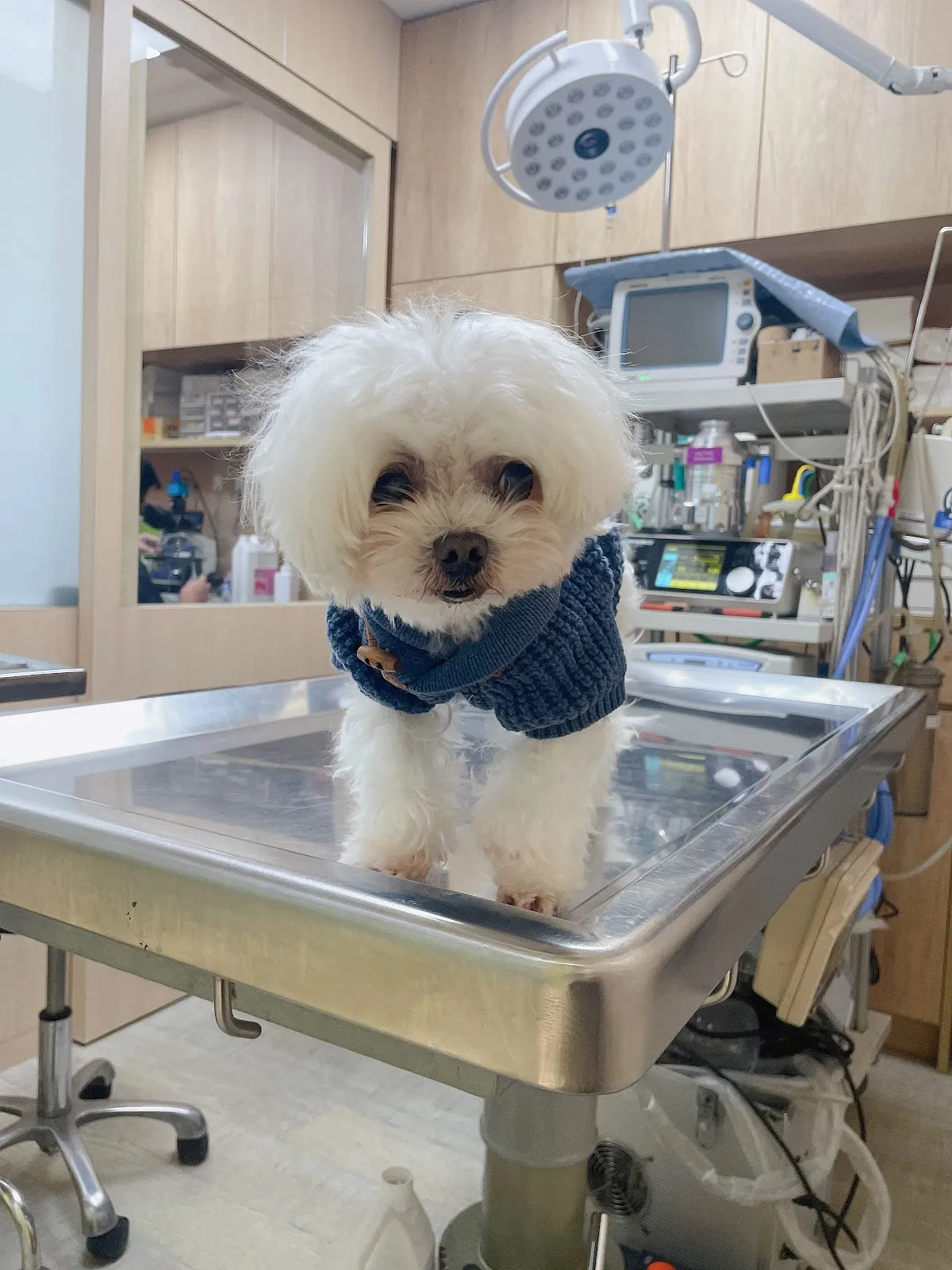 維尼動物醫院