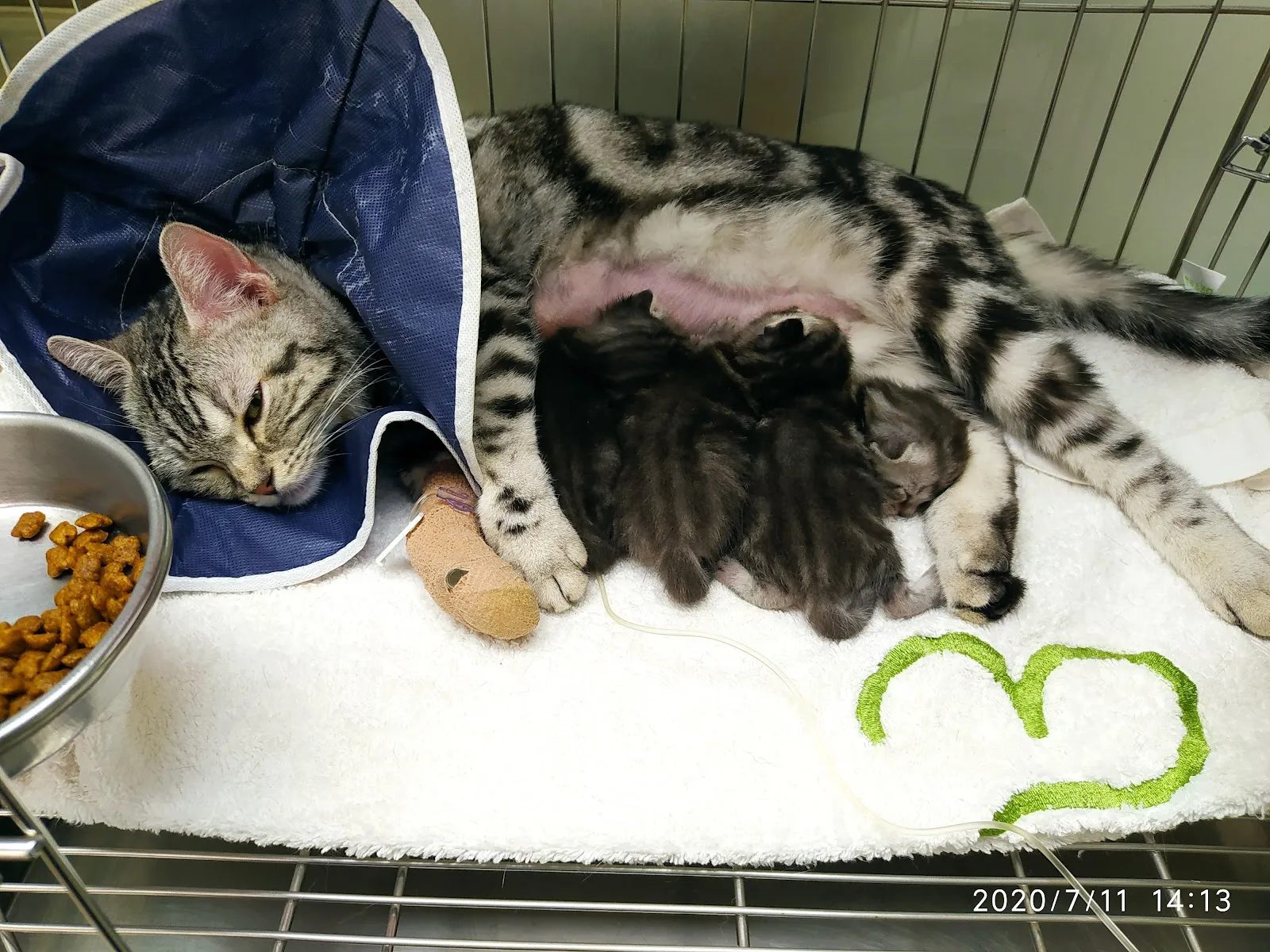 維康動物診所