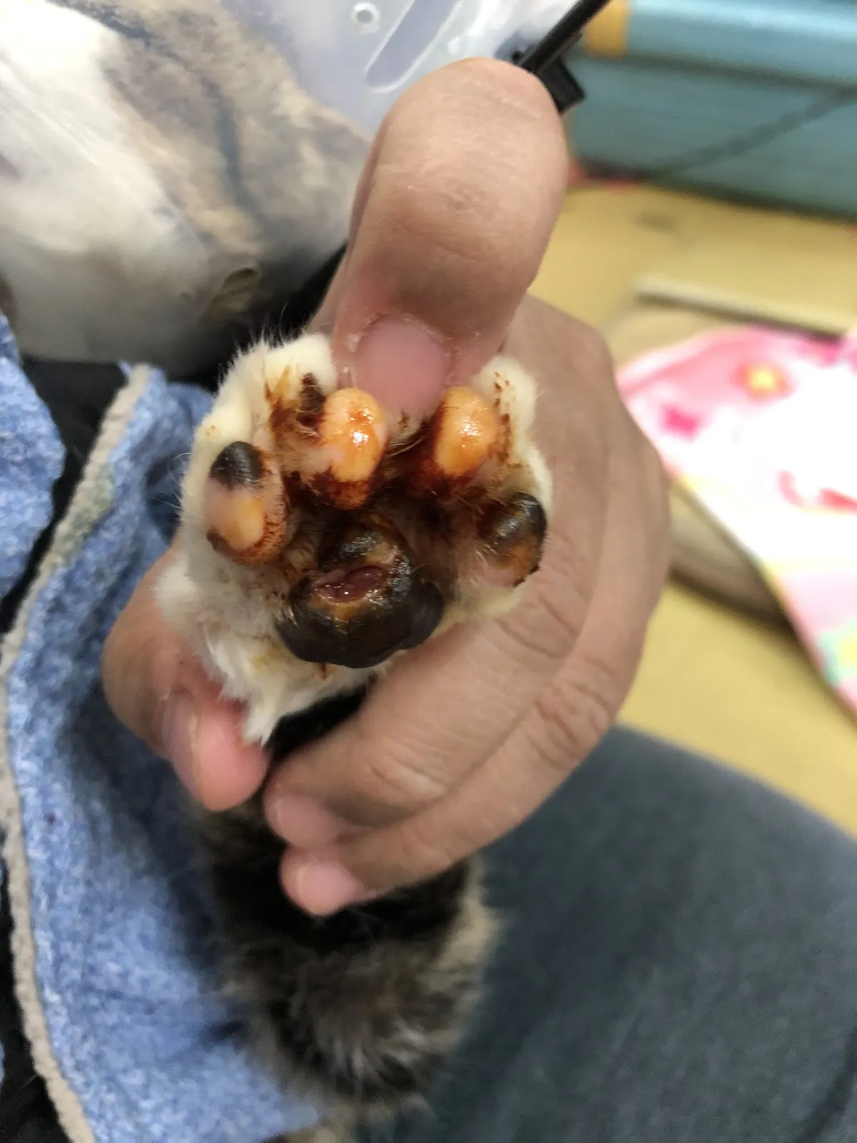 安成動物醫院