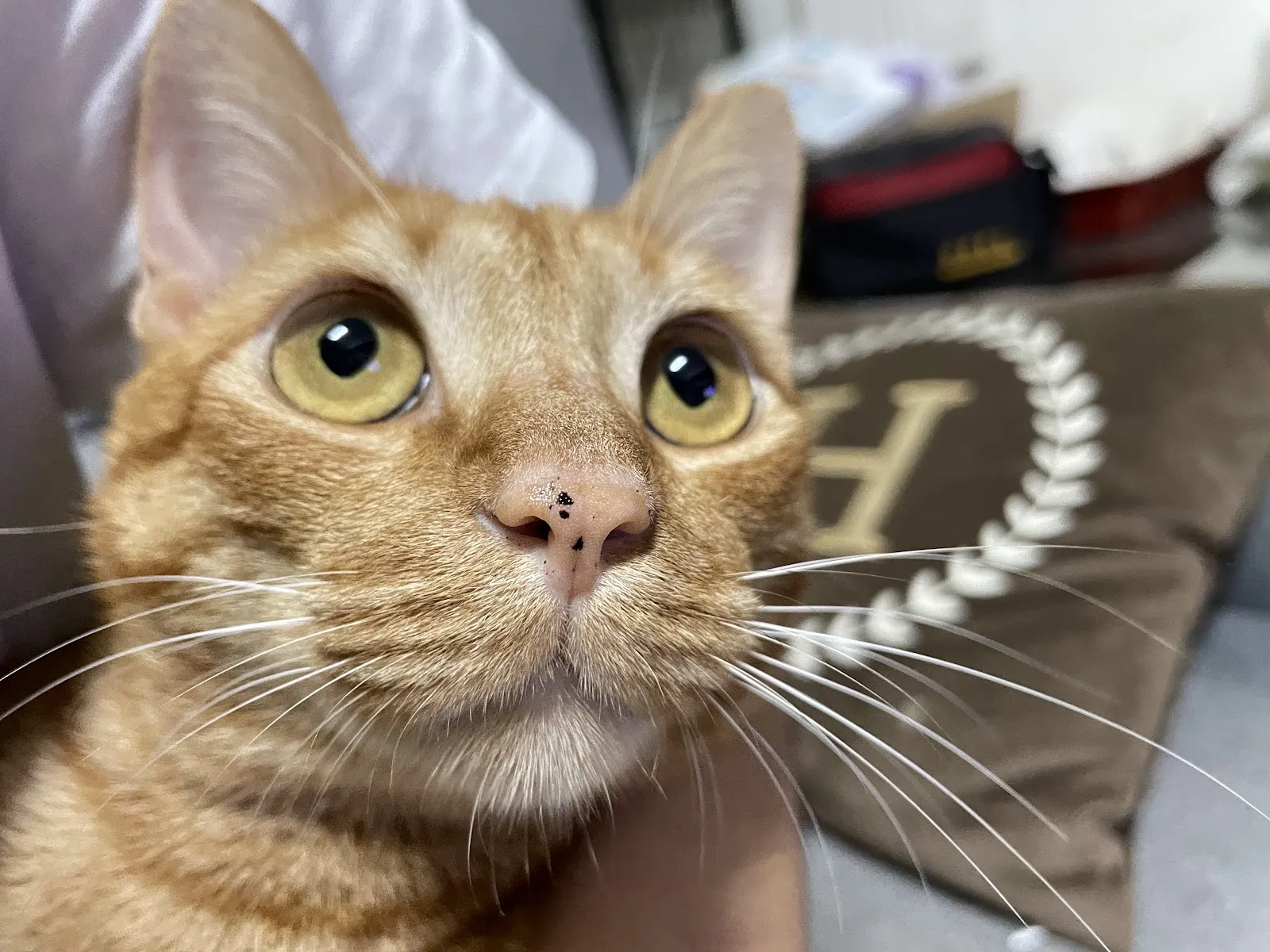 慧光動物醫院