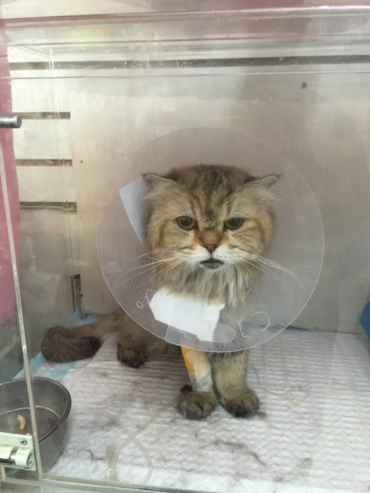 佑安動物醫院