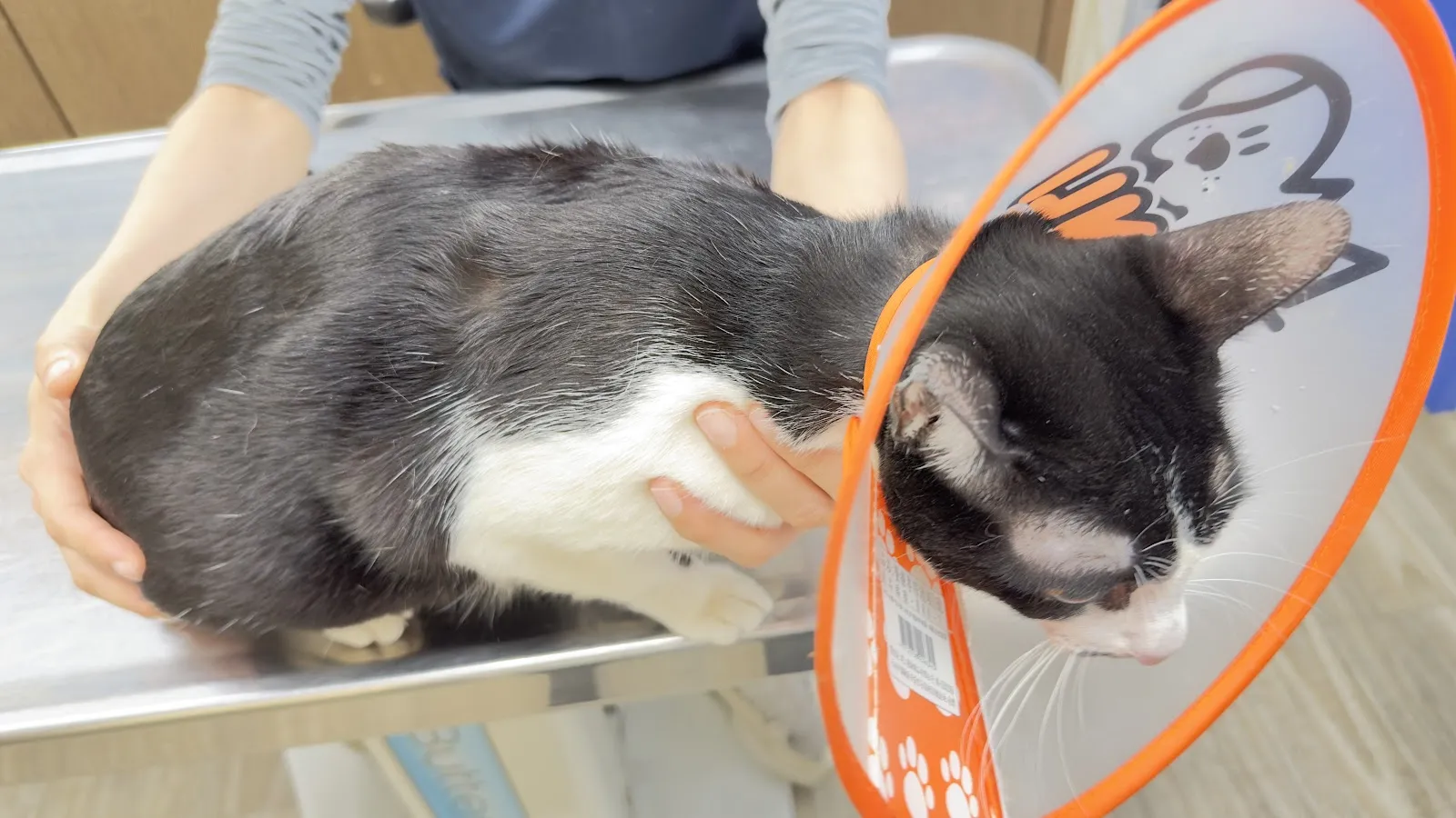 成功動物醫院