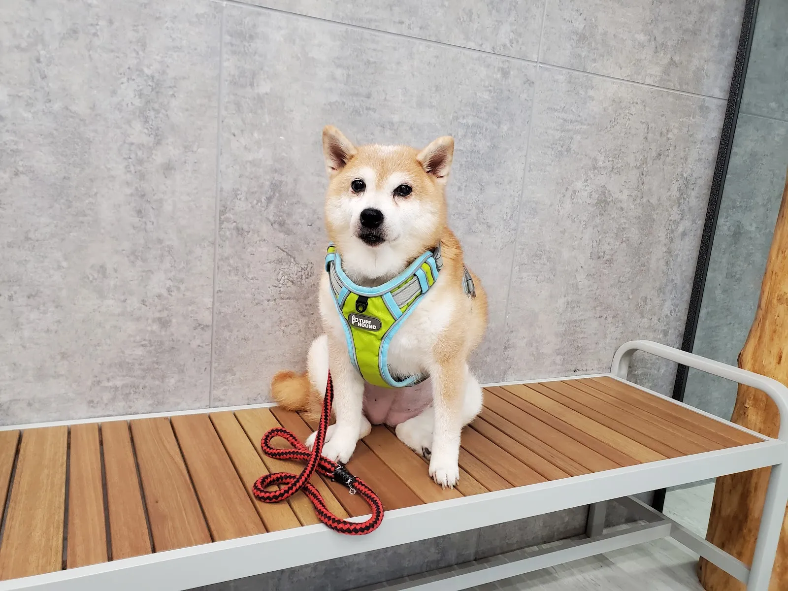 楊動物醫院