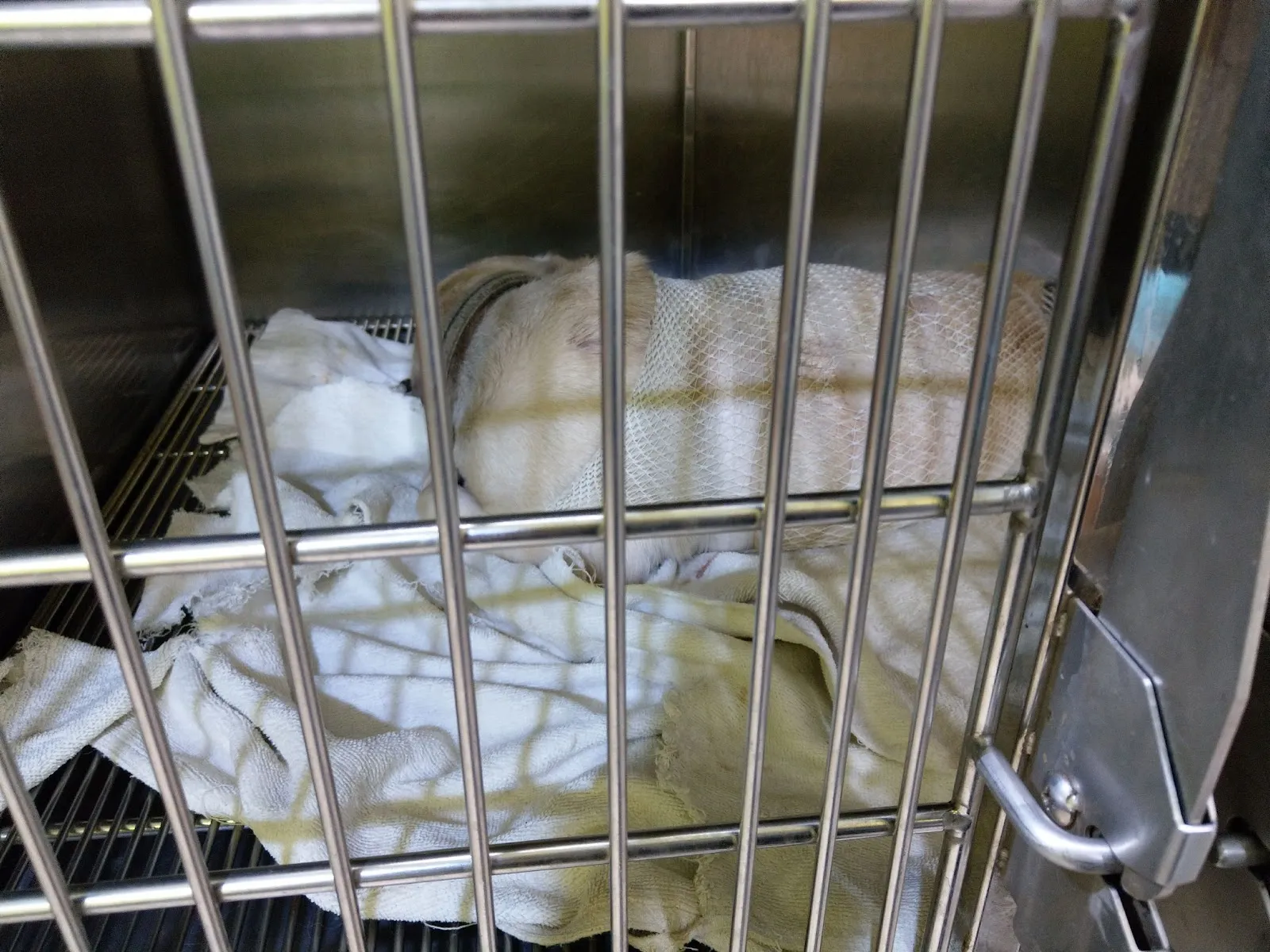 清豐動物醫院