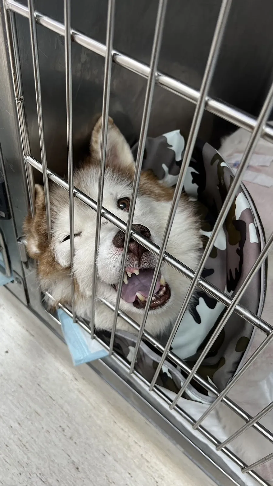 左岸動物醫院