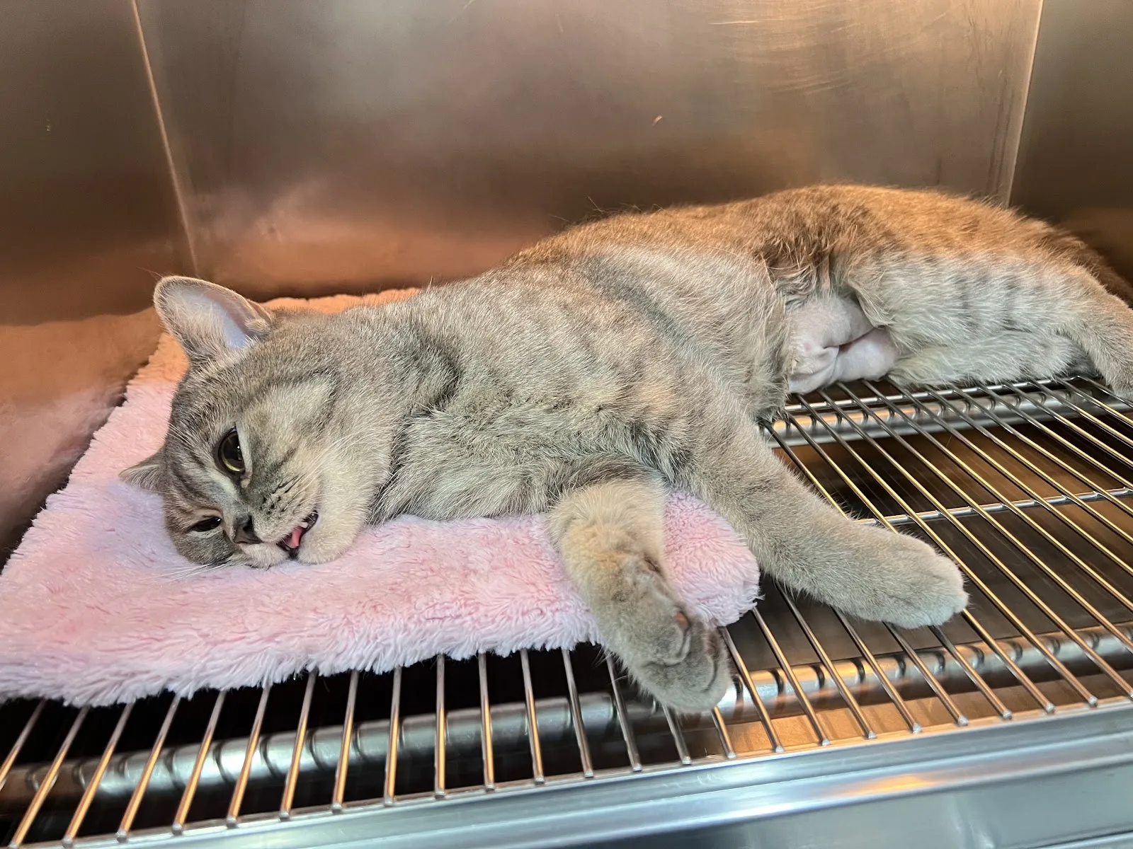 瀚生動物醫院