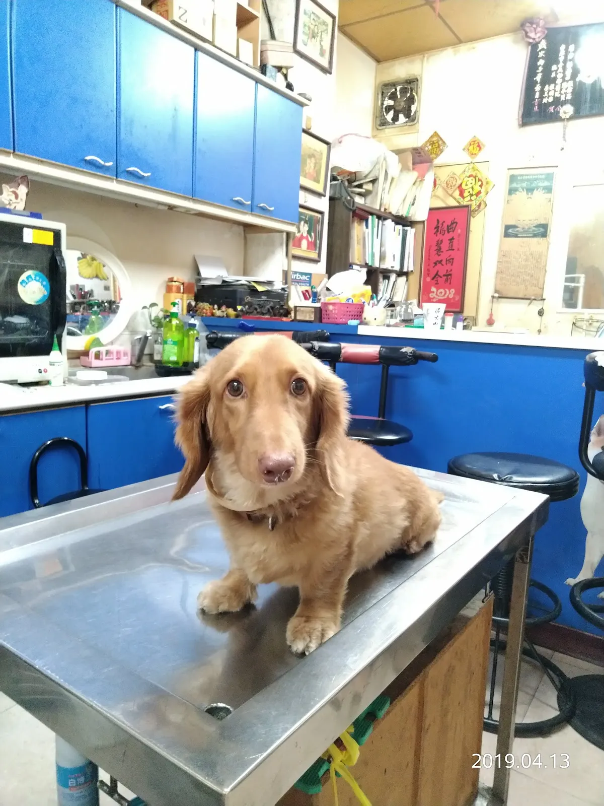 傑美動物醫院