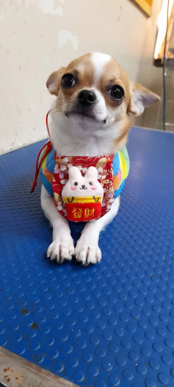 慈愛動物醫院中華分院