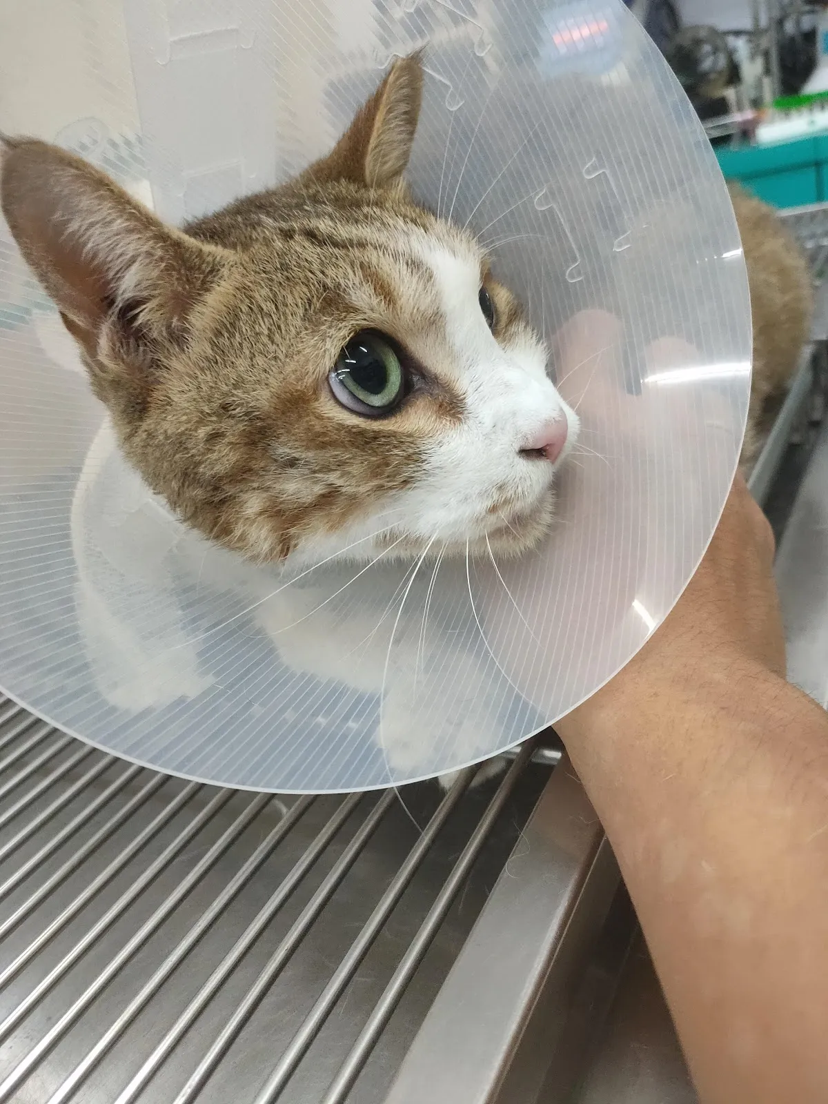 泰興動物診所