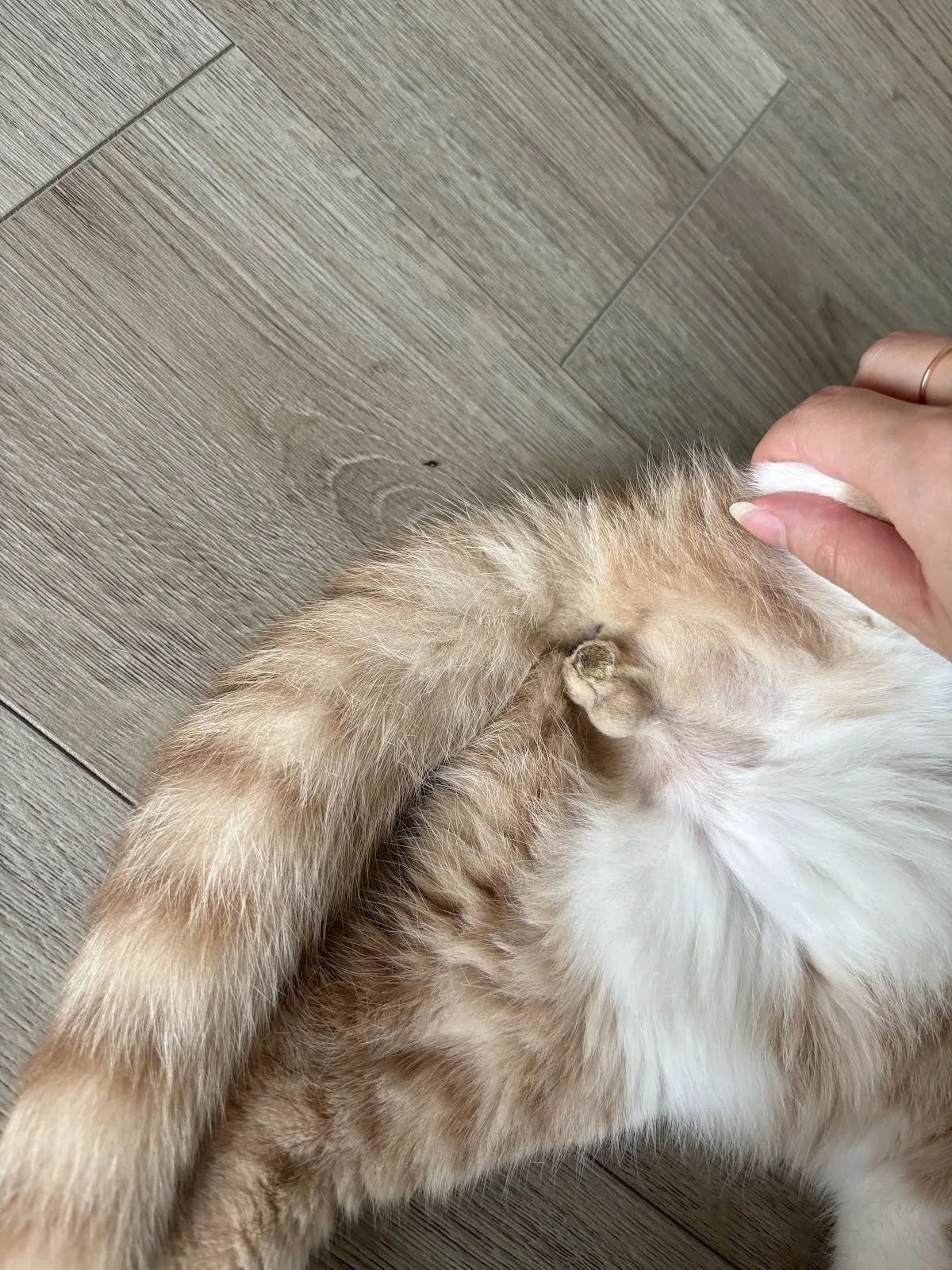 躍犬動物醫院