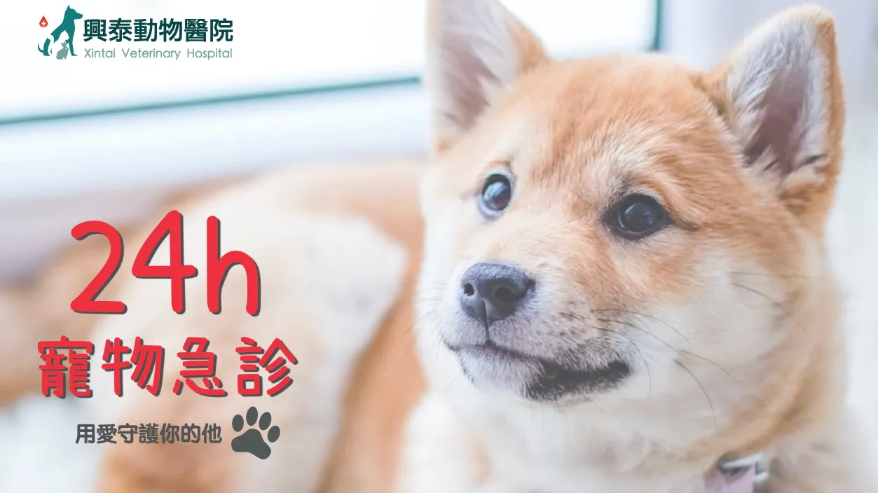興泰動物醫院