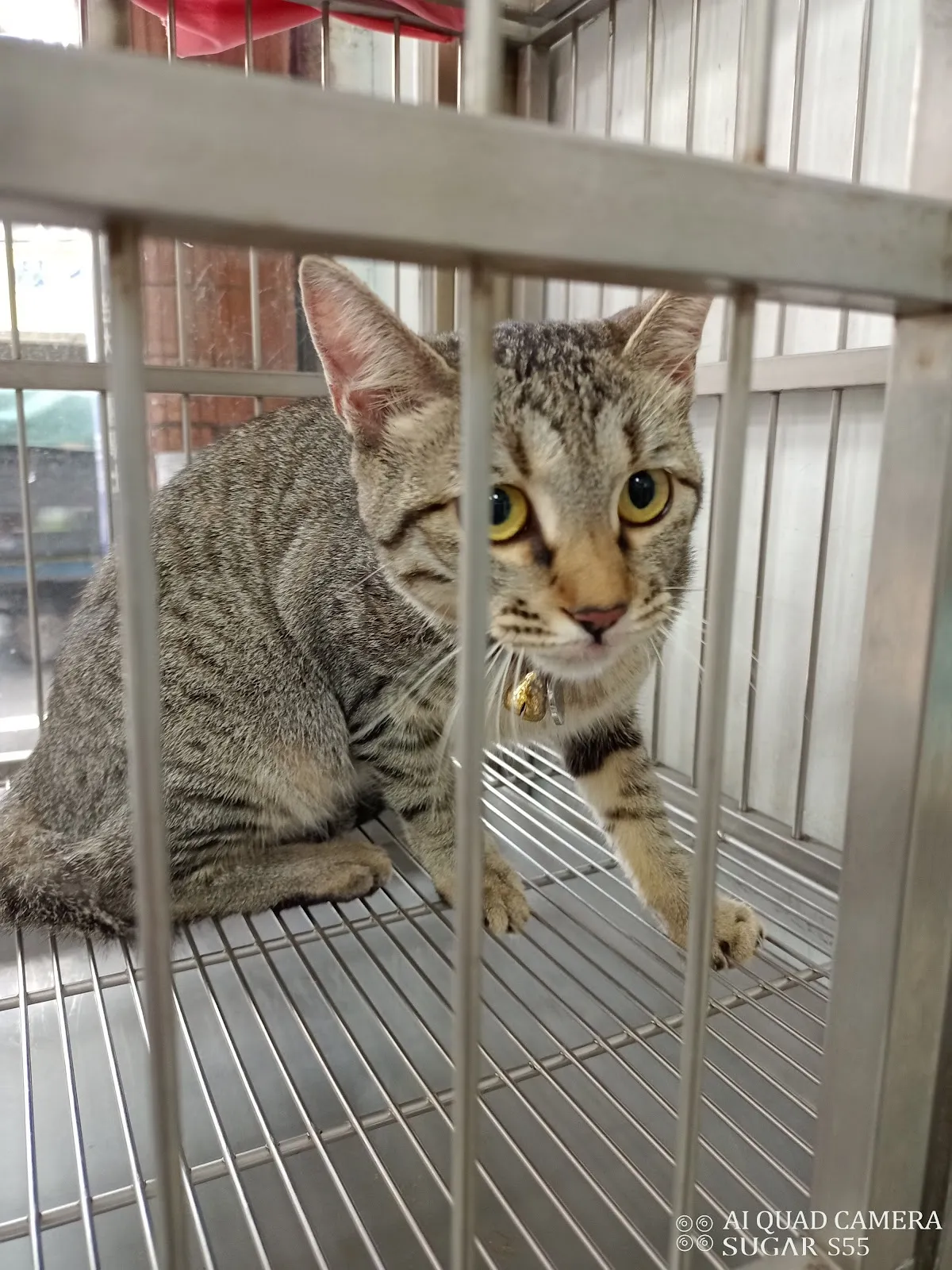 維安動物醫院