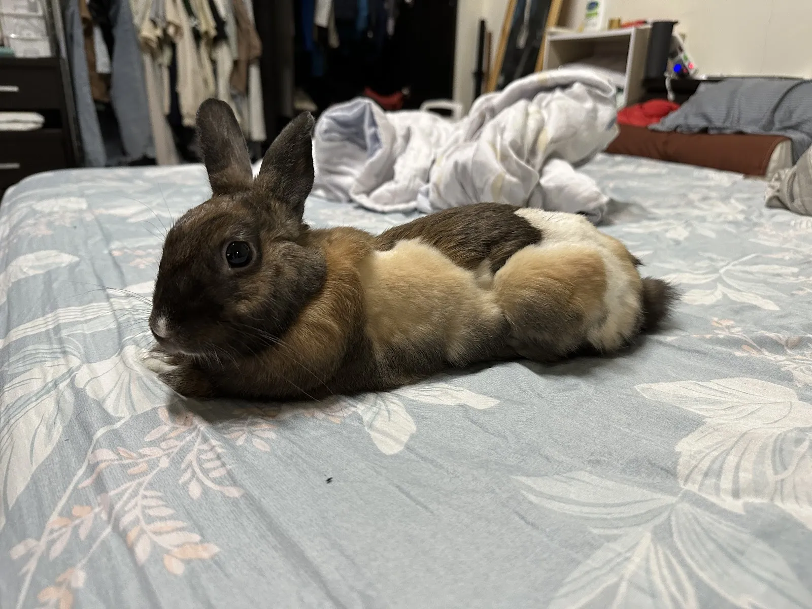 嘉樂動物醫院