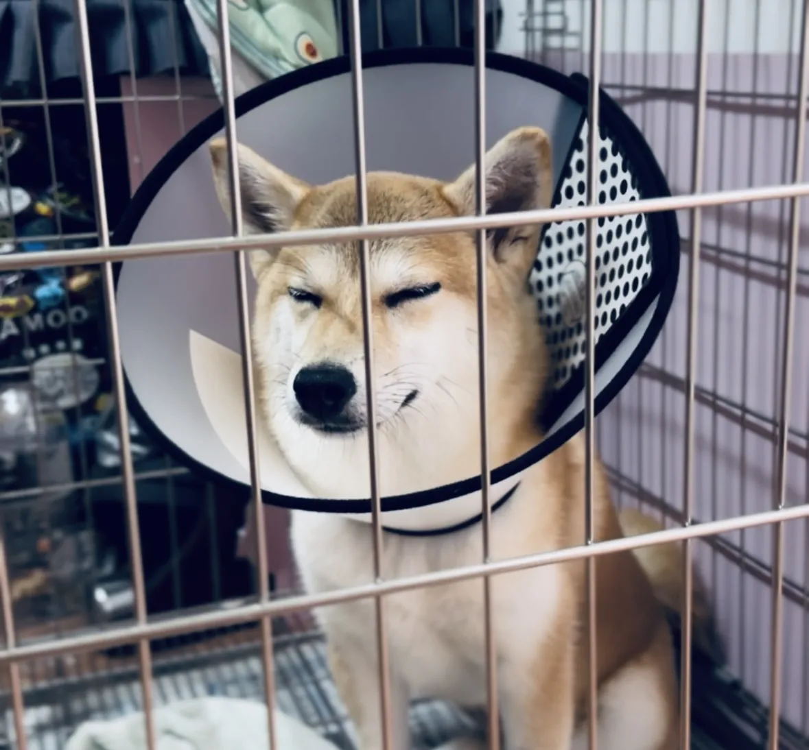中心動物醫院