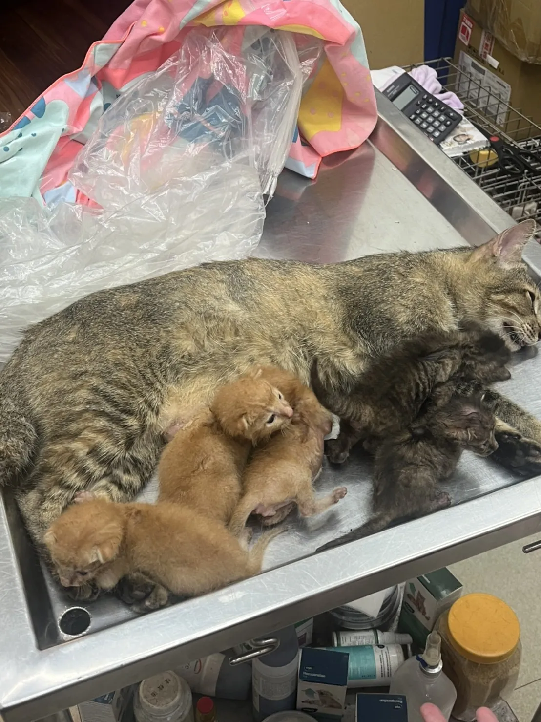 桃鶯動物醫院