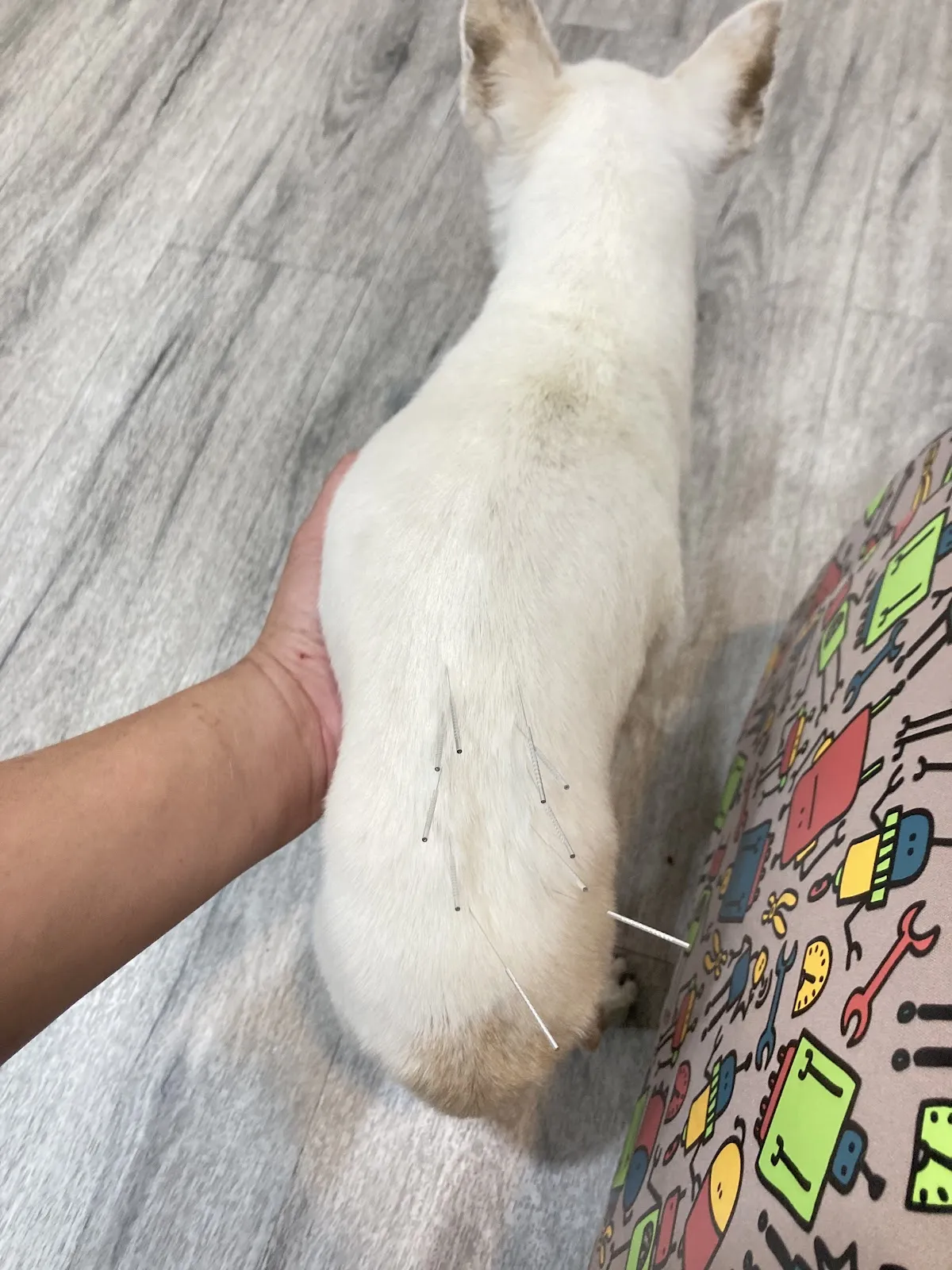培昱動物醫院