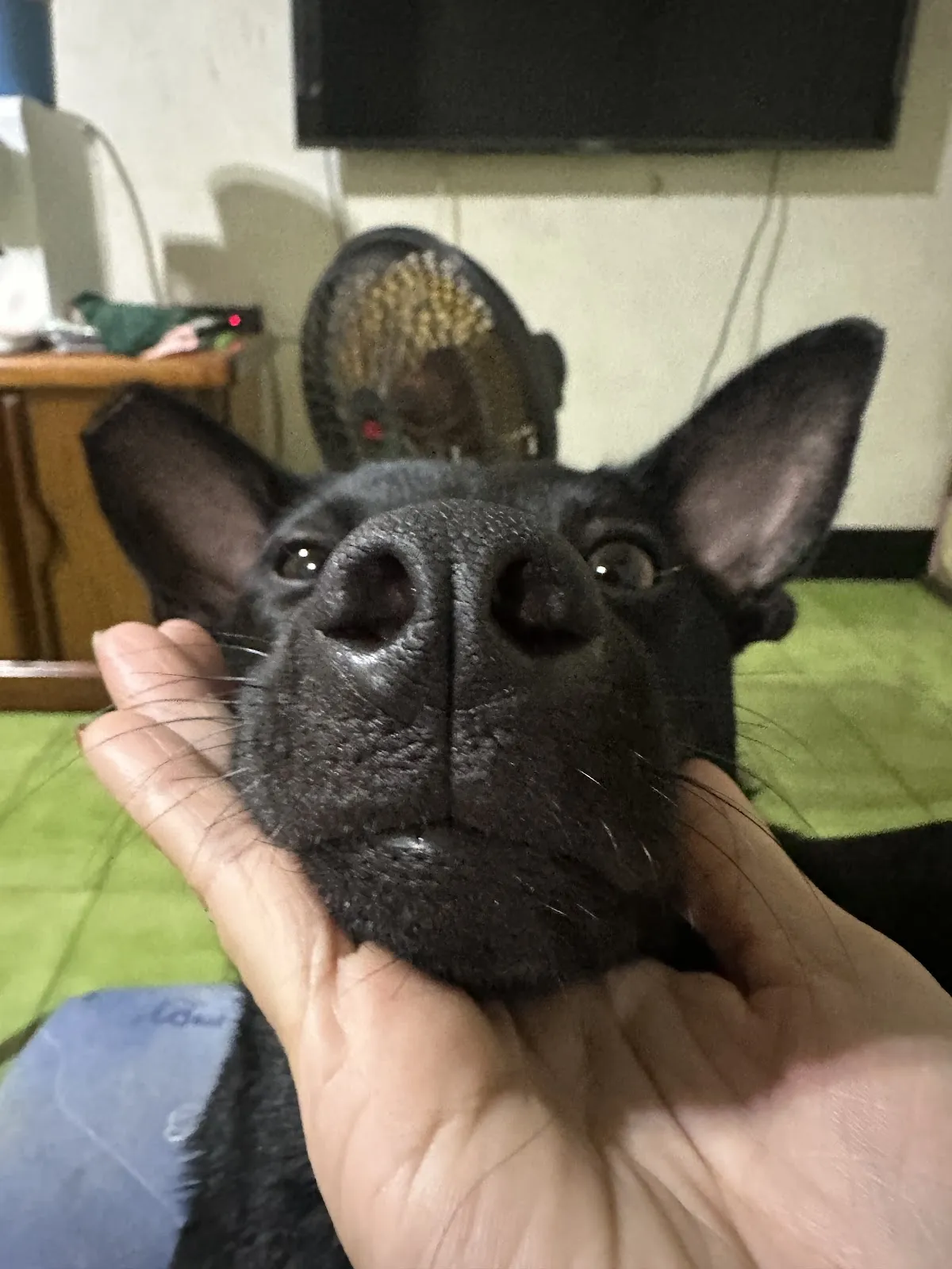 全宏動物醫院