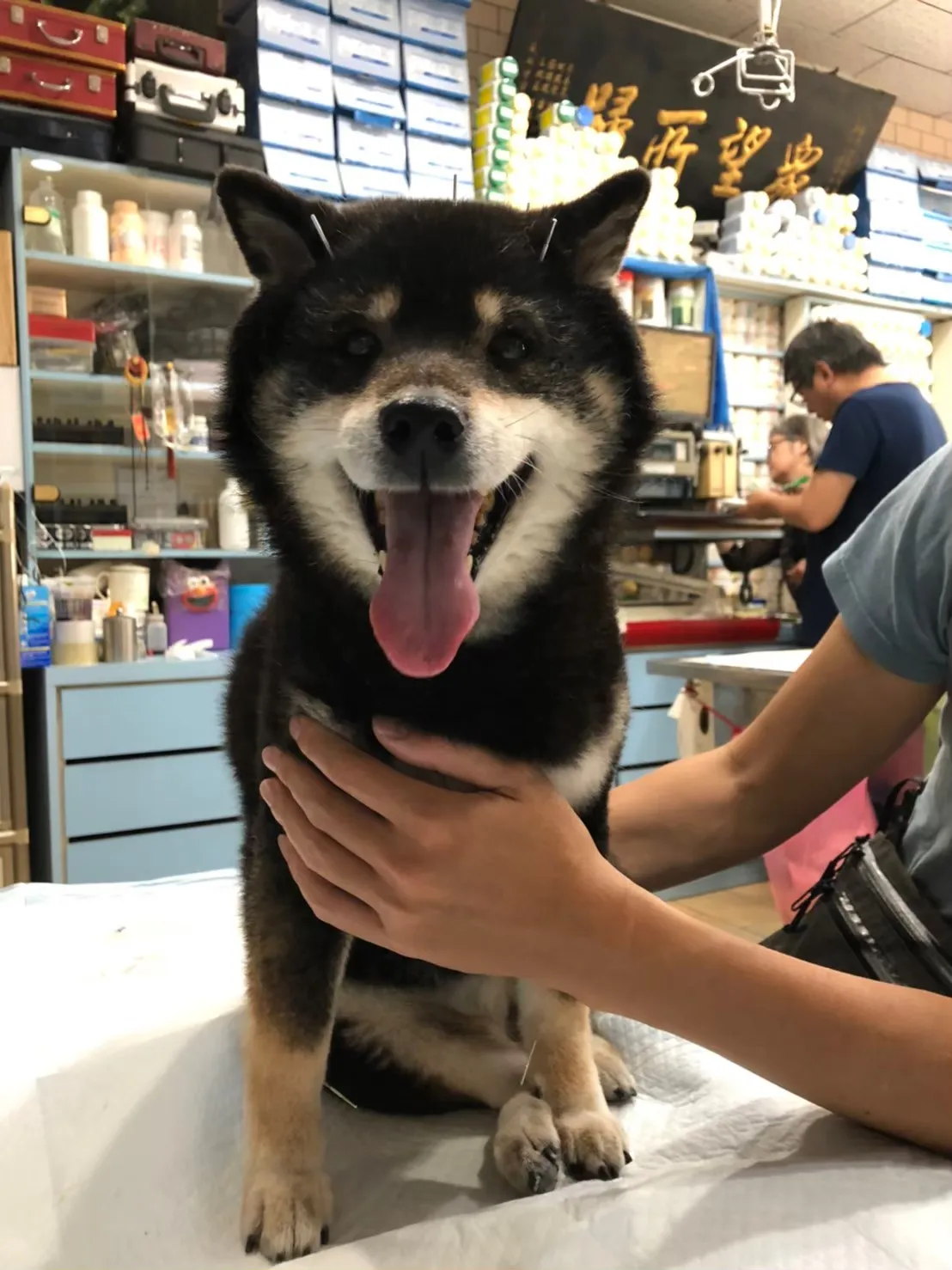 新店獸醫院