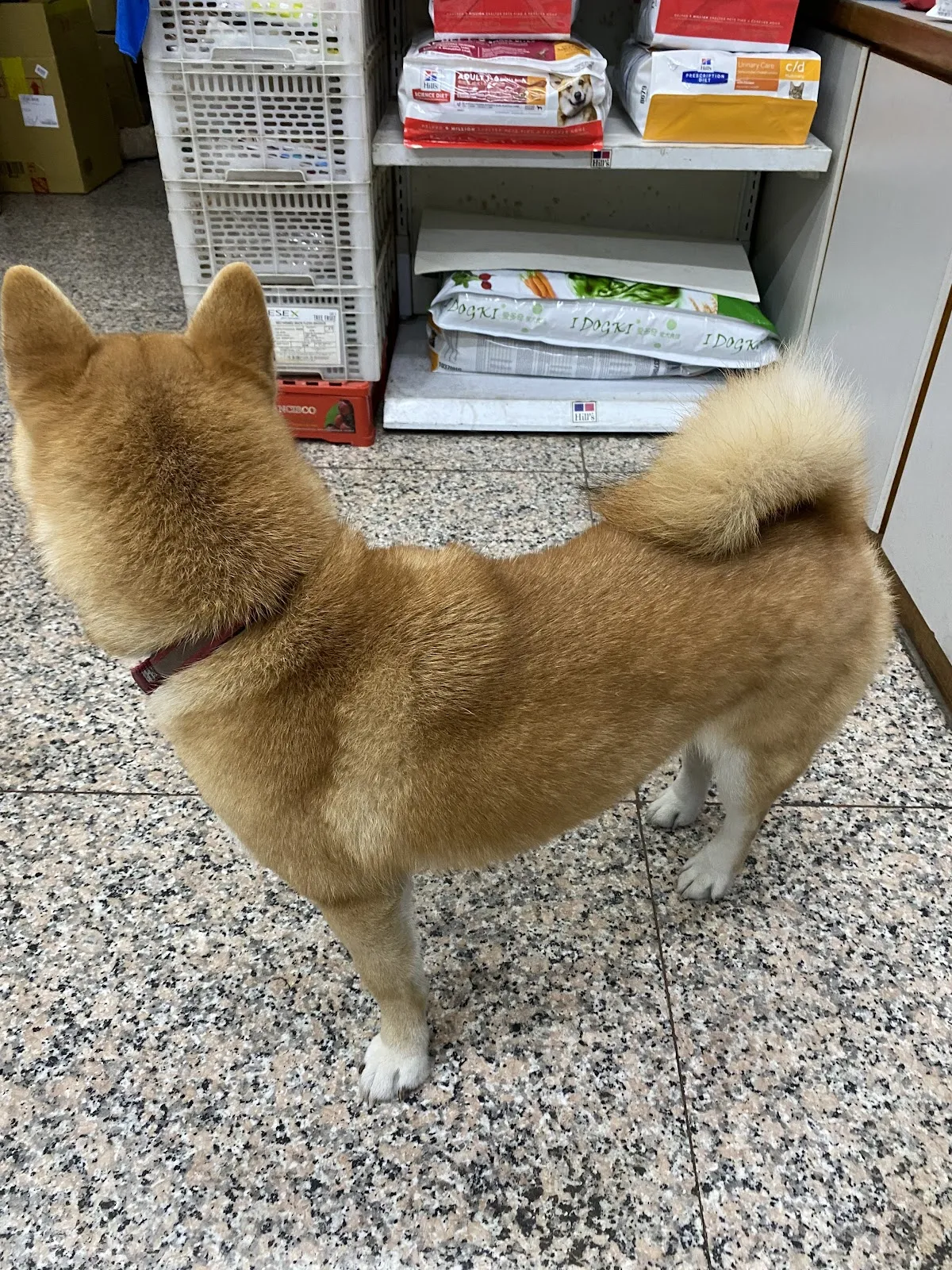 建安動物醫院