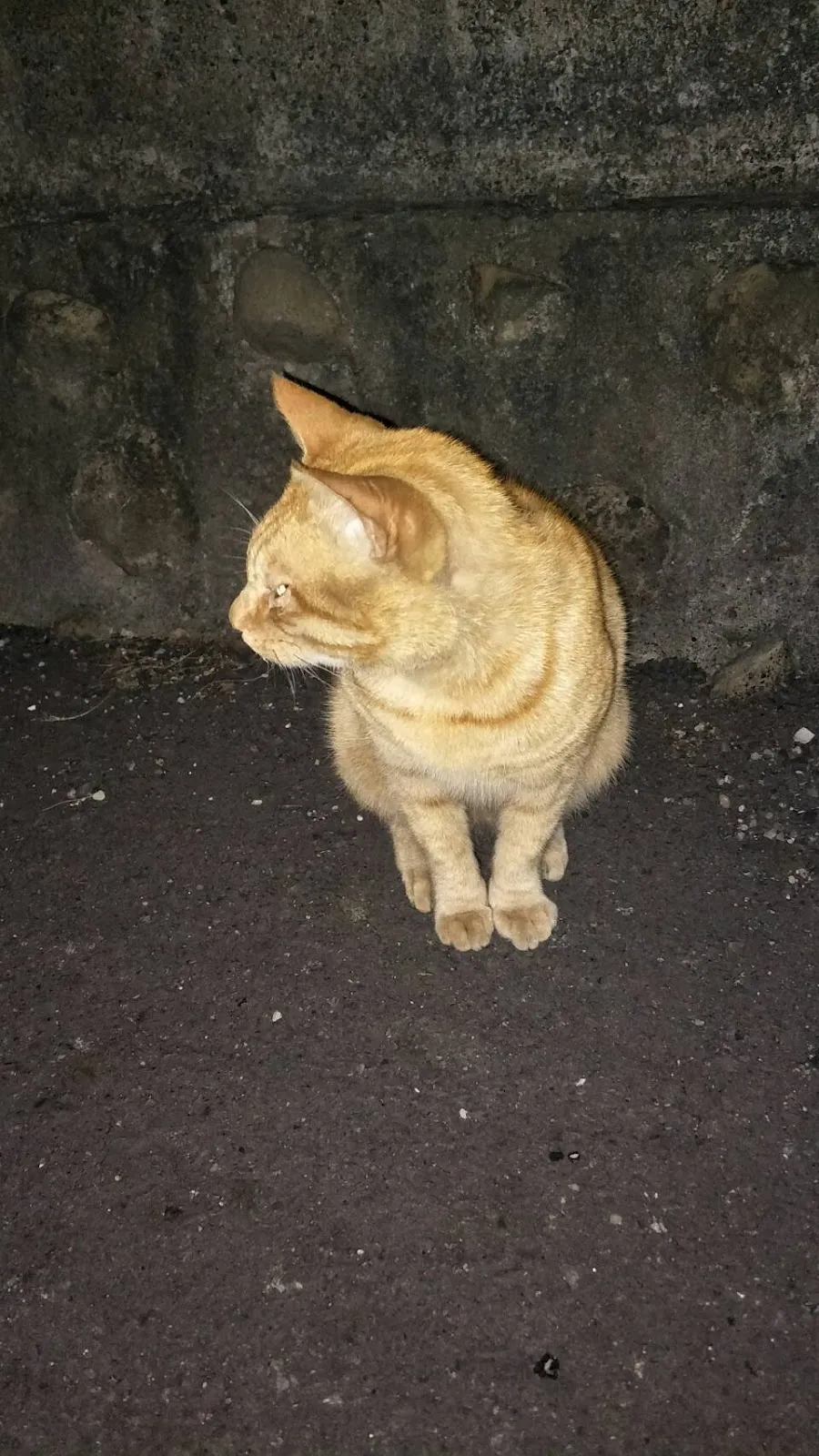 富隆動物醫院
