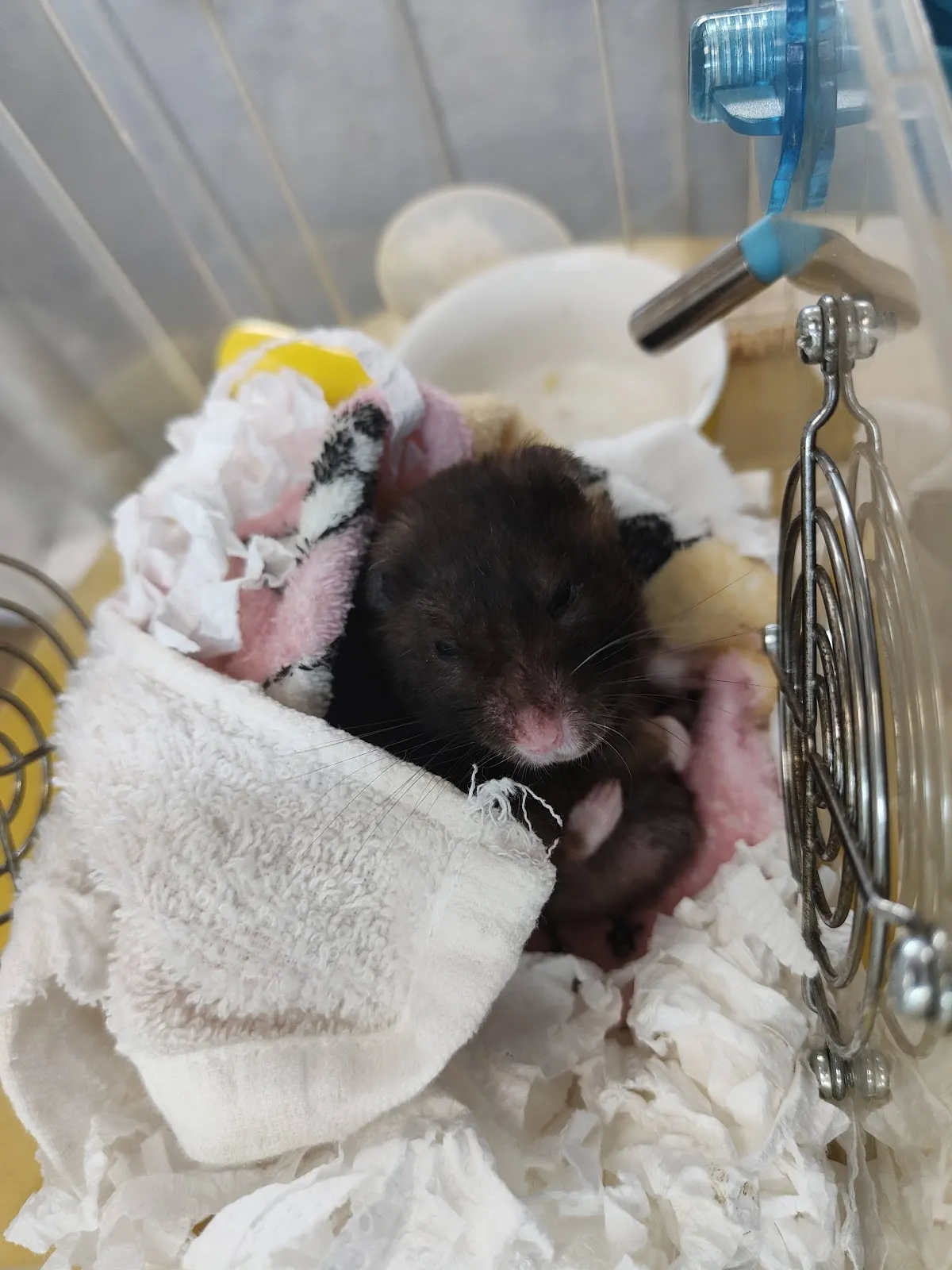 龍貓動物醫院