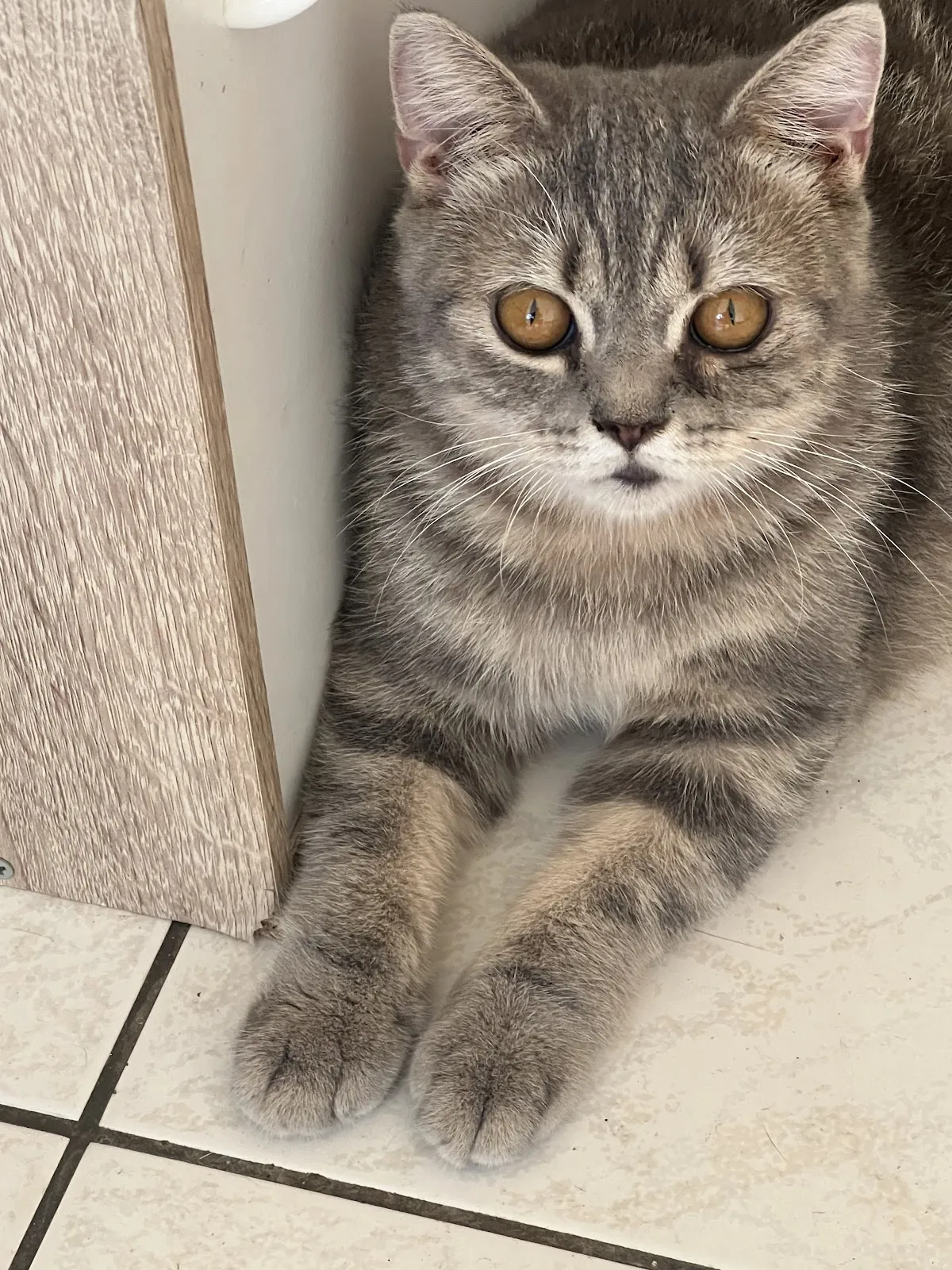 翔宇生醫動物醫院
