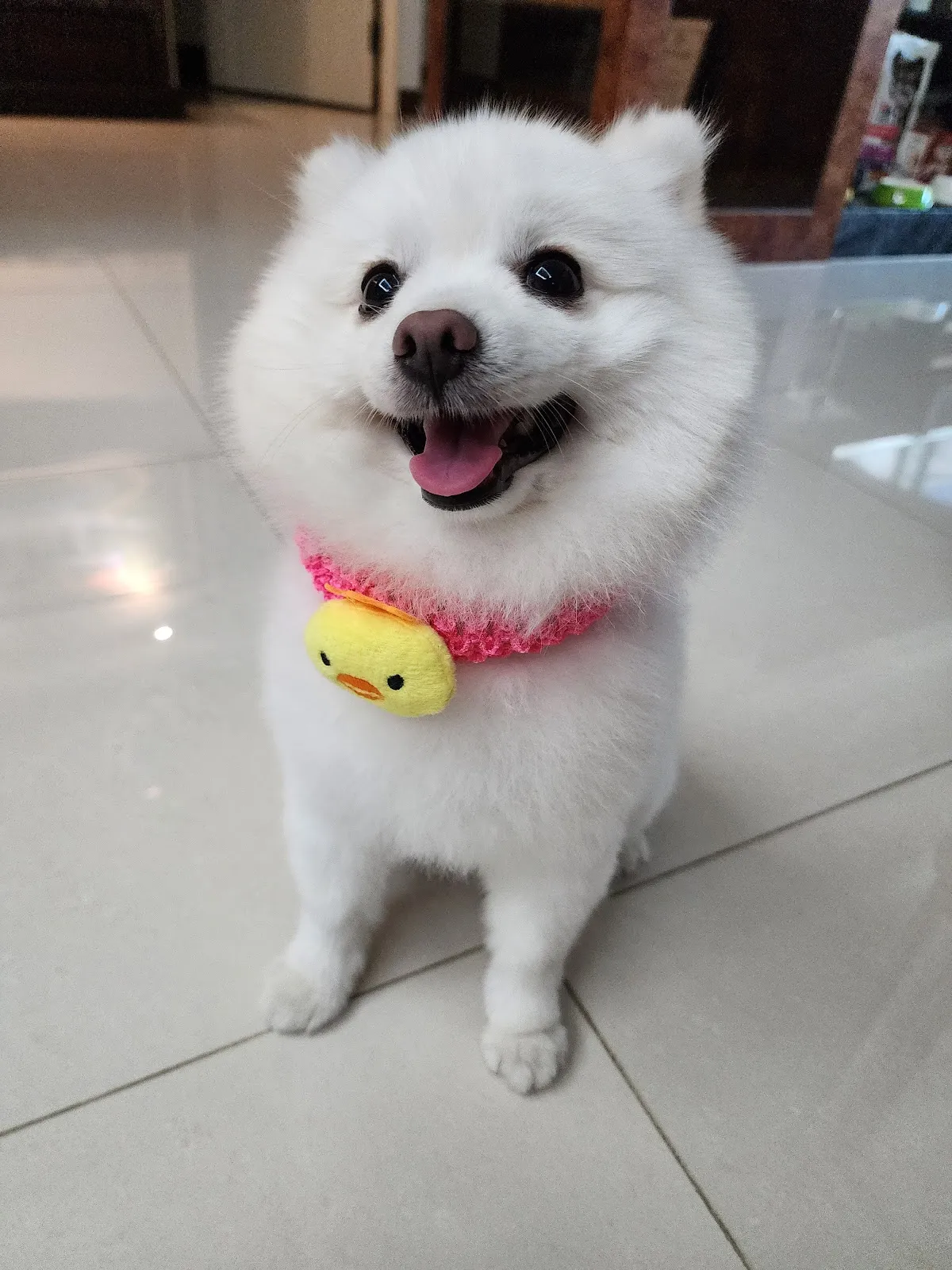 吉祥動物醫院
