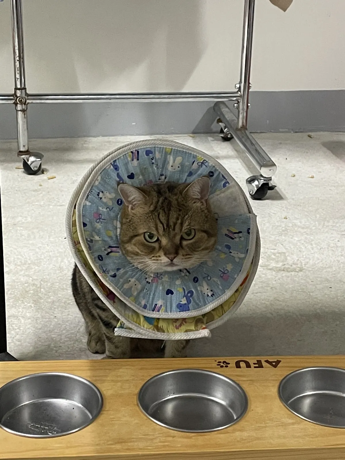 勝立動物醫院