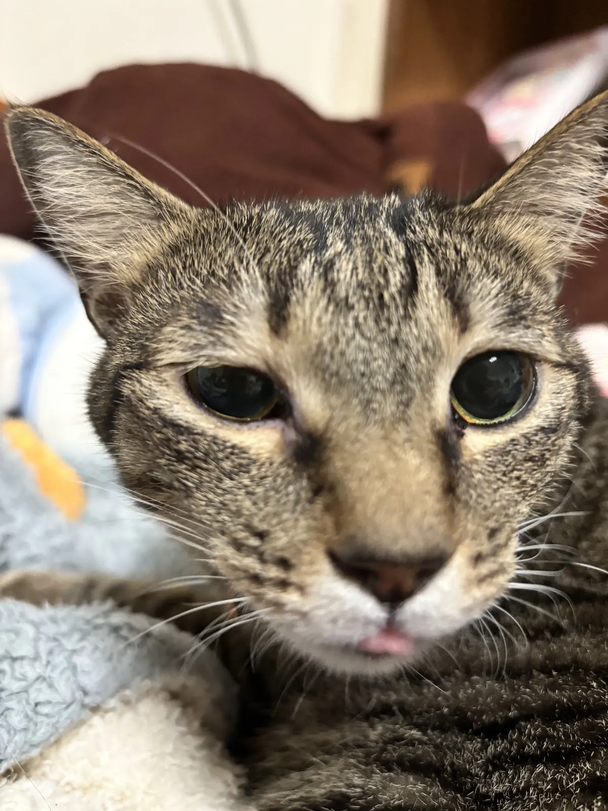 春天動物醫院