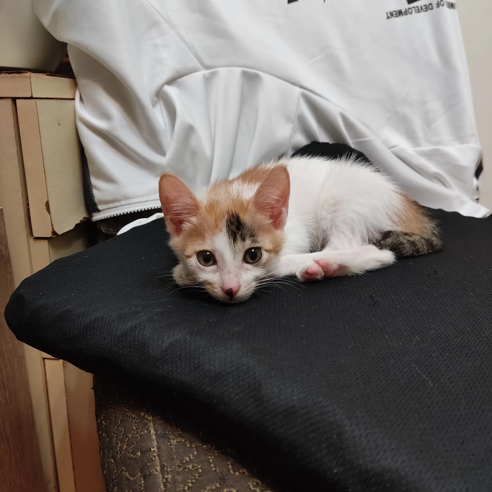 人愛動物醫院