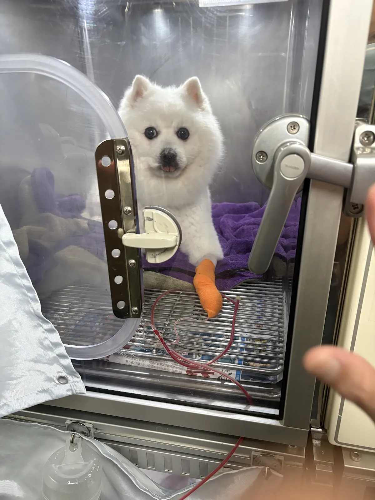 健中動物醫院