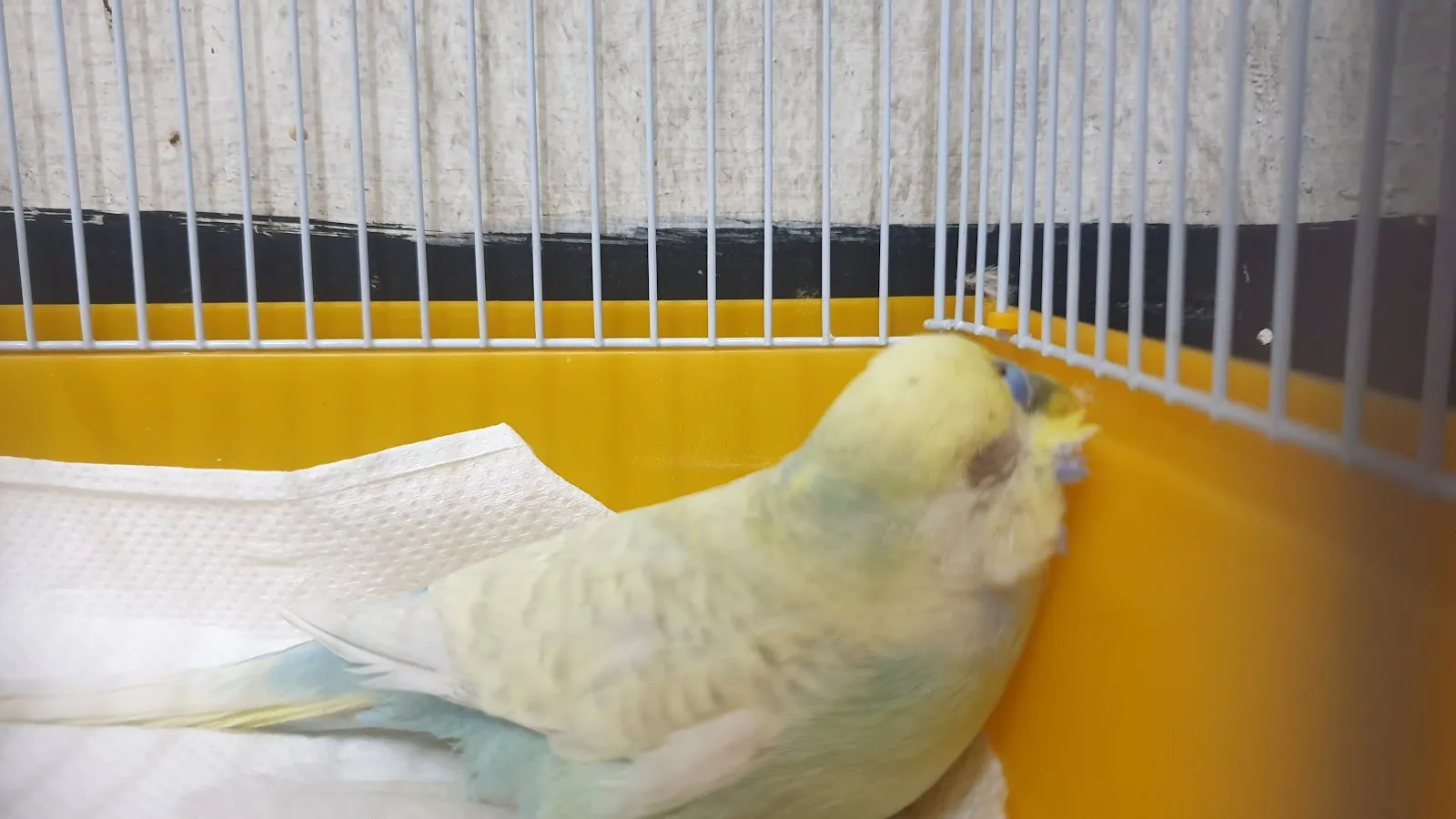 全陽犬貓專科醫院
