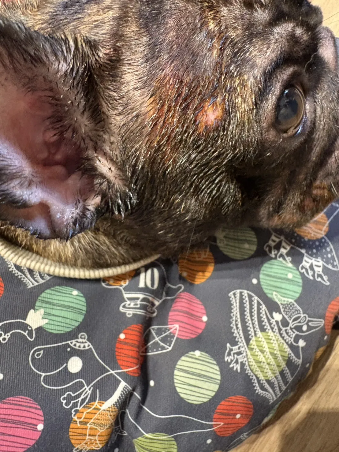 漂亮寶貝動物醫院