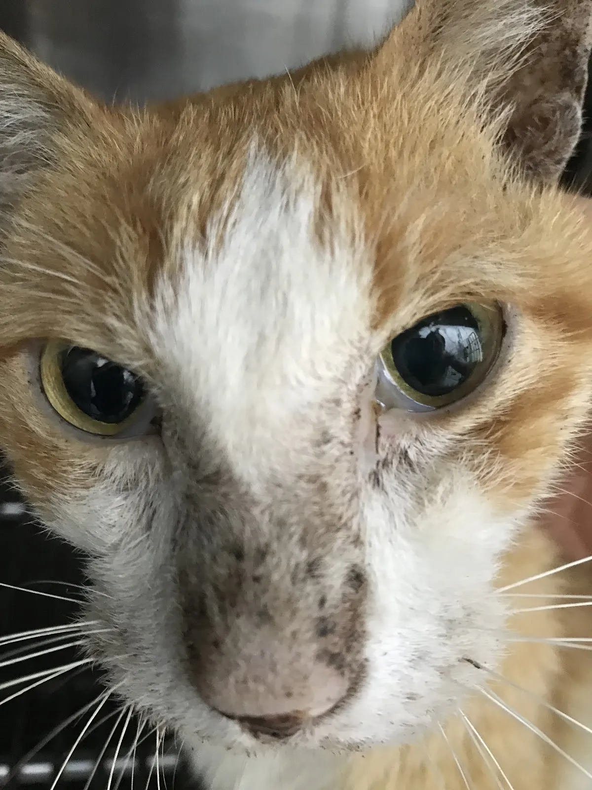 傑翔動物醫院