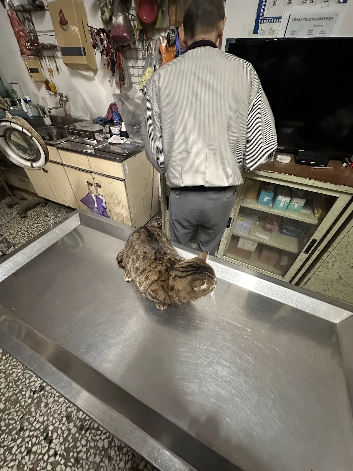田心動物醫院