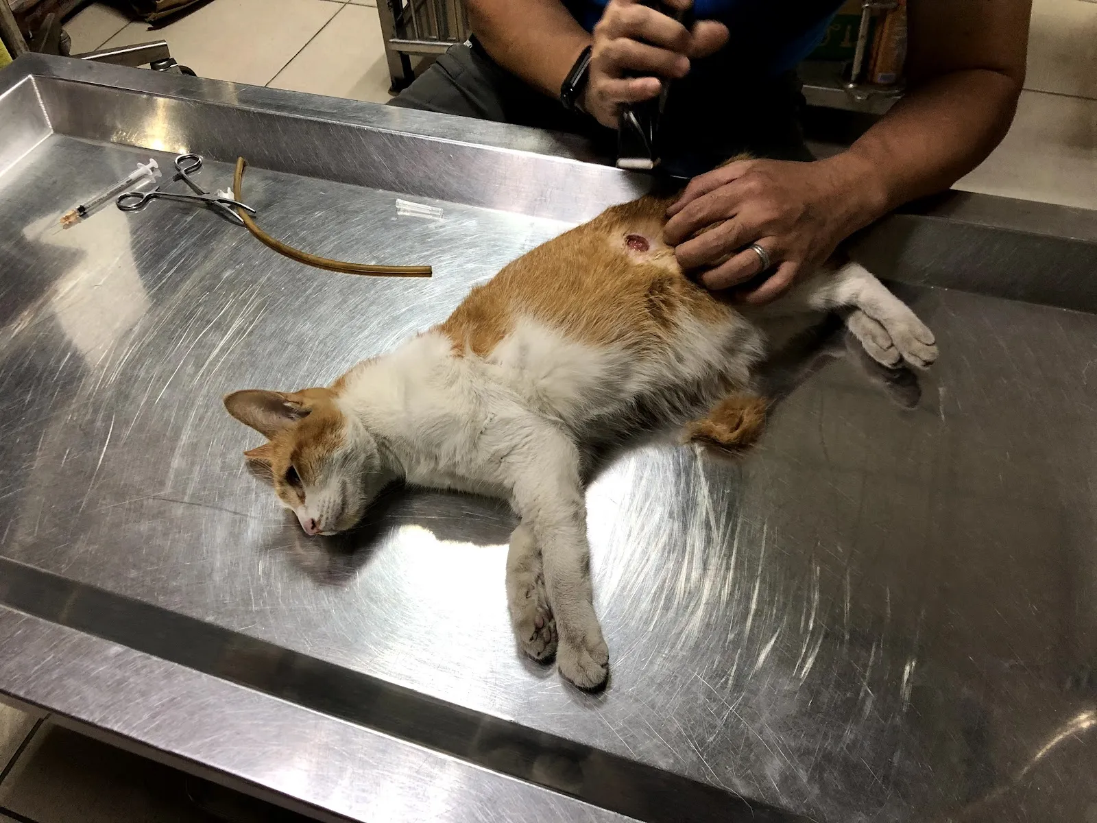 源明動物醫院