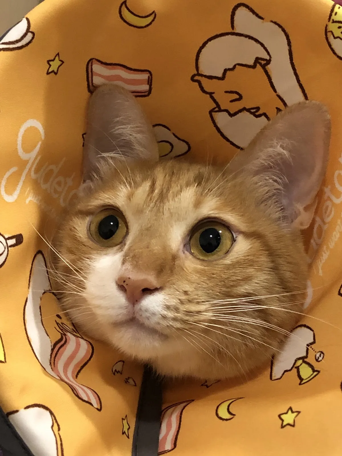 上哲動物醫院