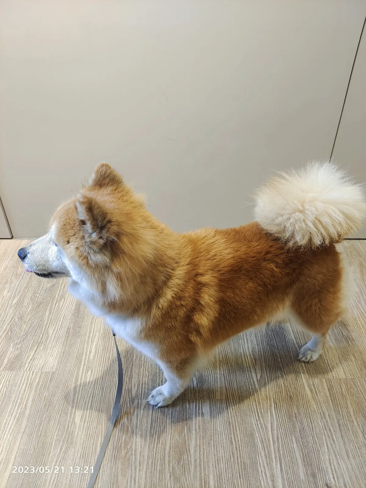 班比動物醫院
