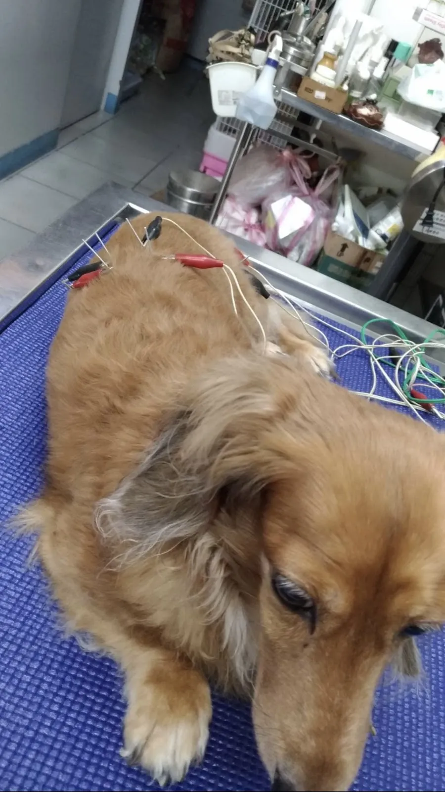 進安動物醫院