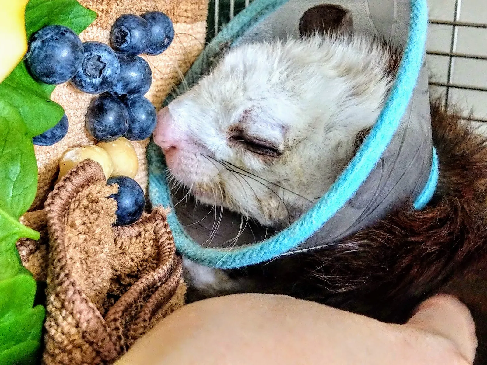 大福小幸動物醫院