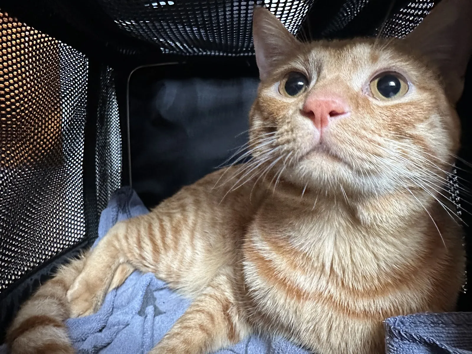 佑旺動物醫院