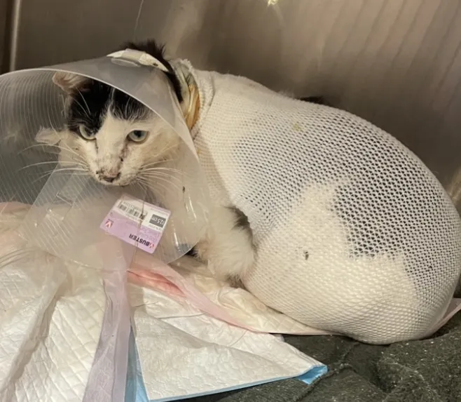 美生動物醫院