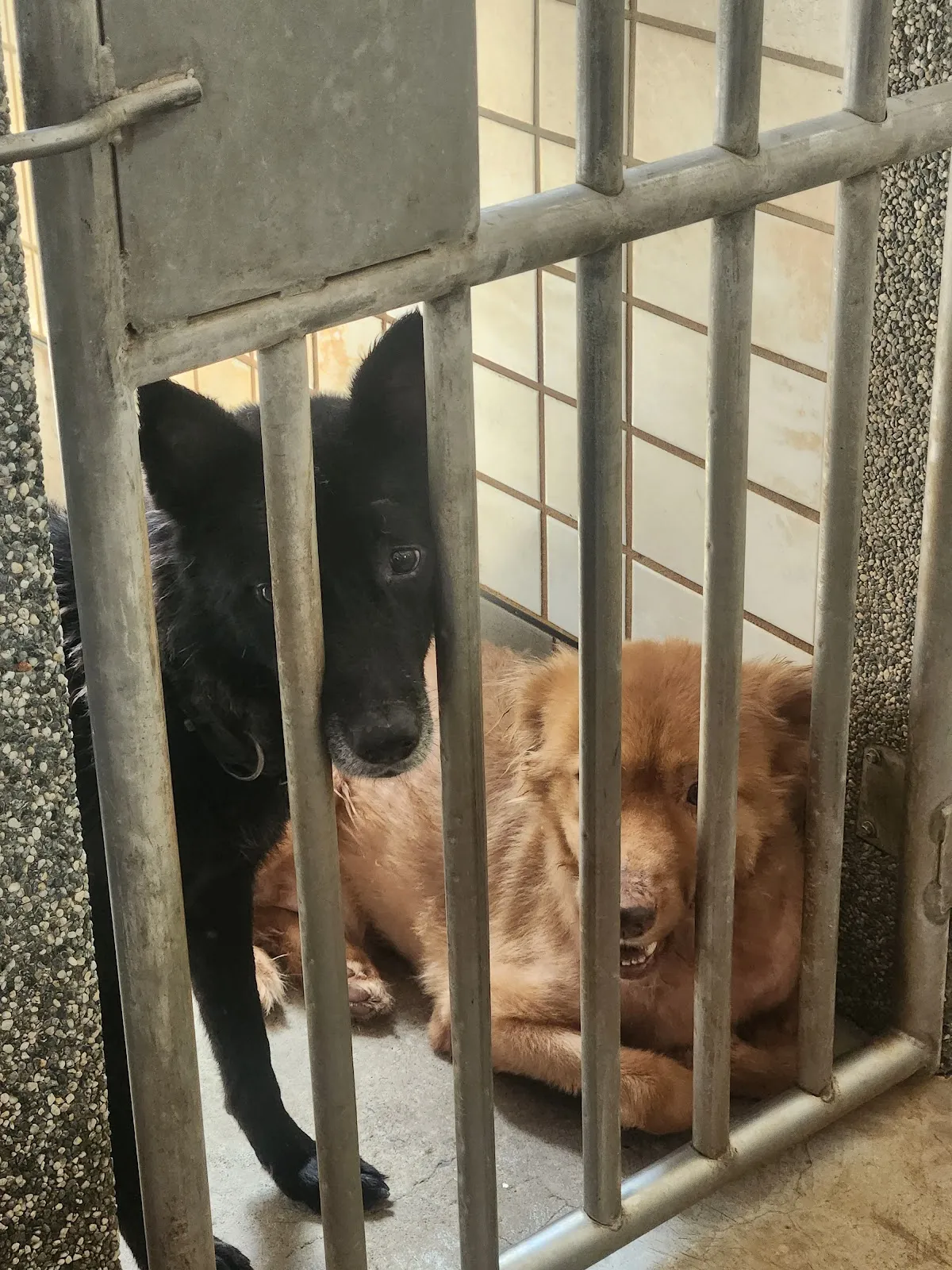 宜蘭縣動植物防疫所附設動物醫院