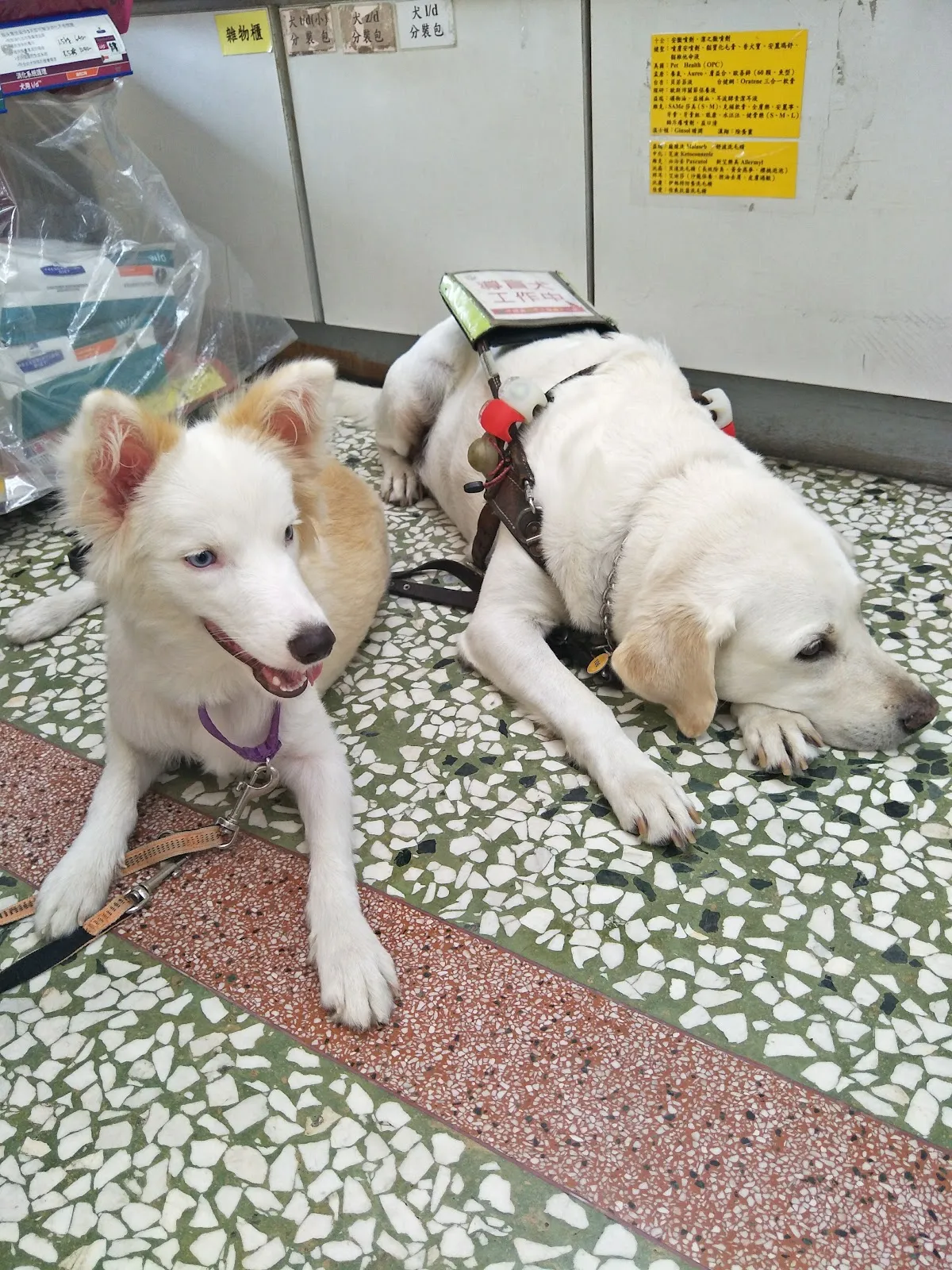 佳愛動物醫院